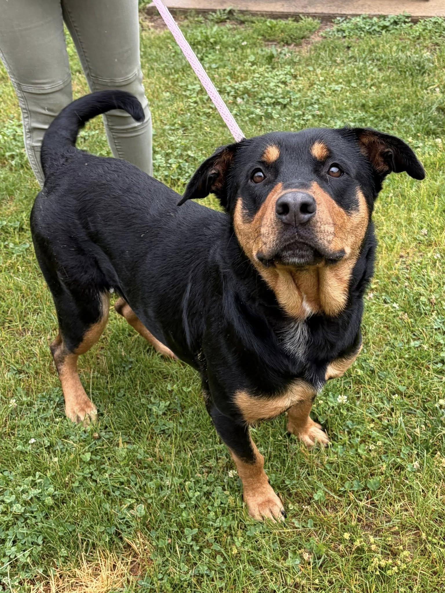 Enlarge Stella, an adoptable mixed breed in Winchester, VA image 3/5