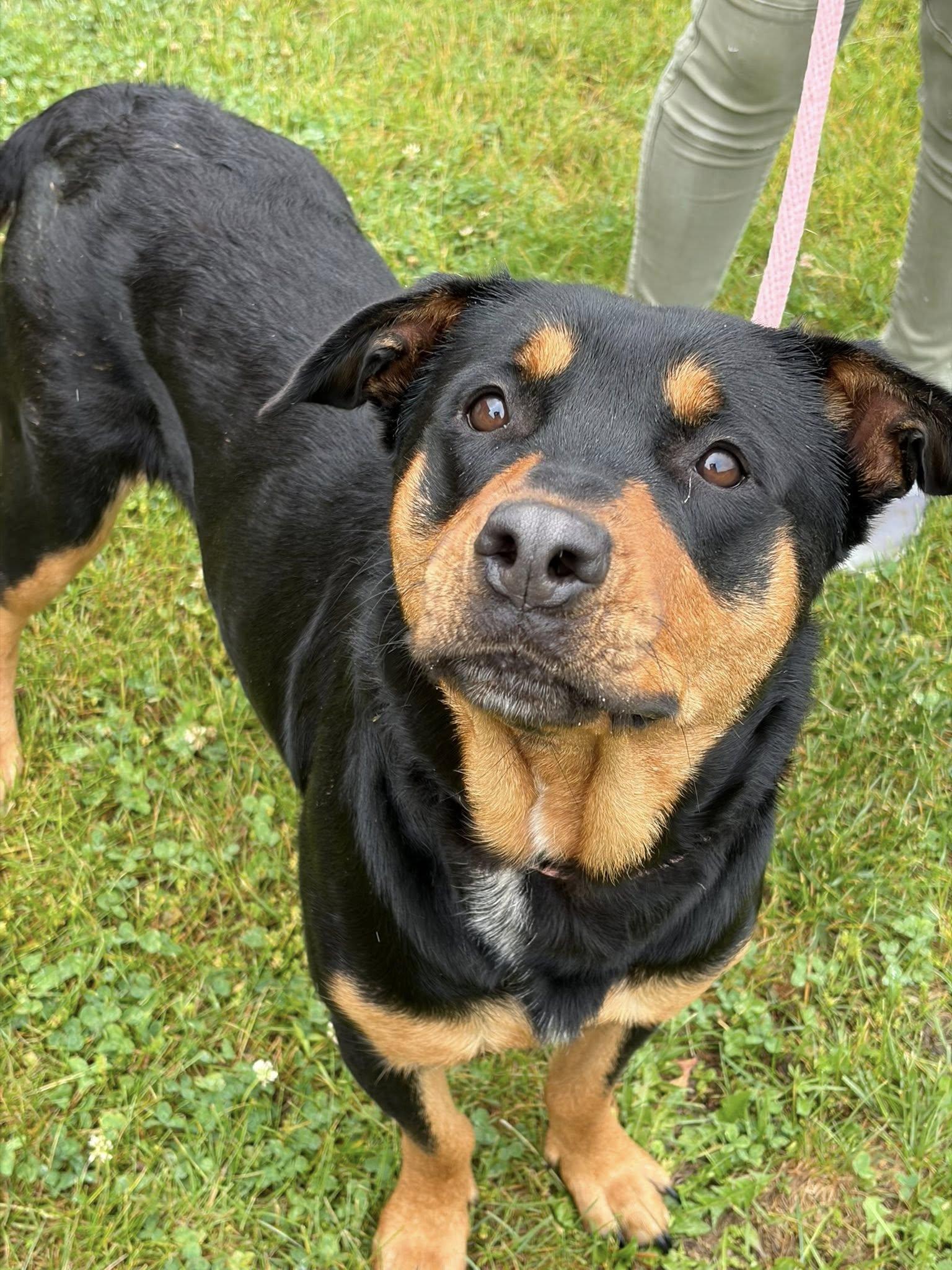 Stella, adoptable, Adult Female Rottweiler.