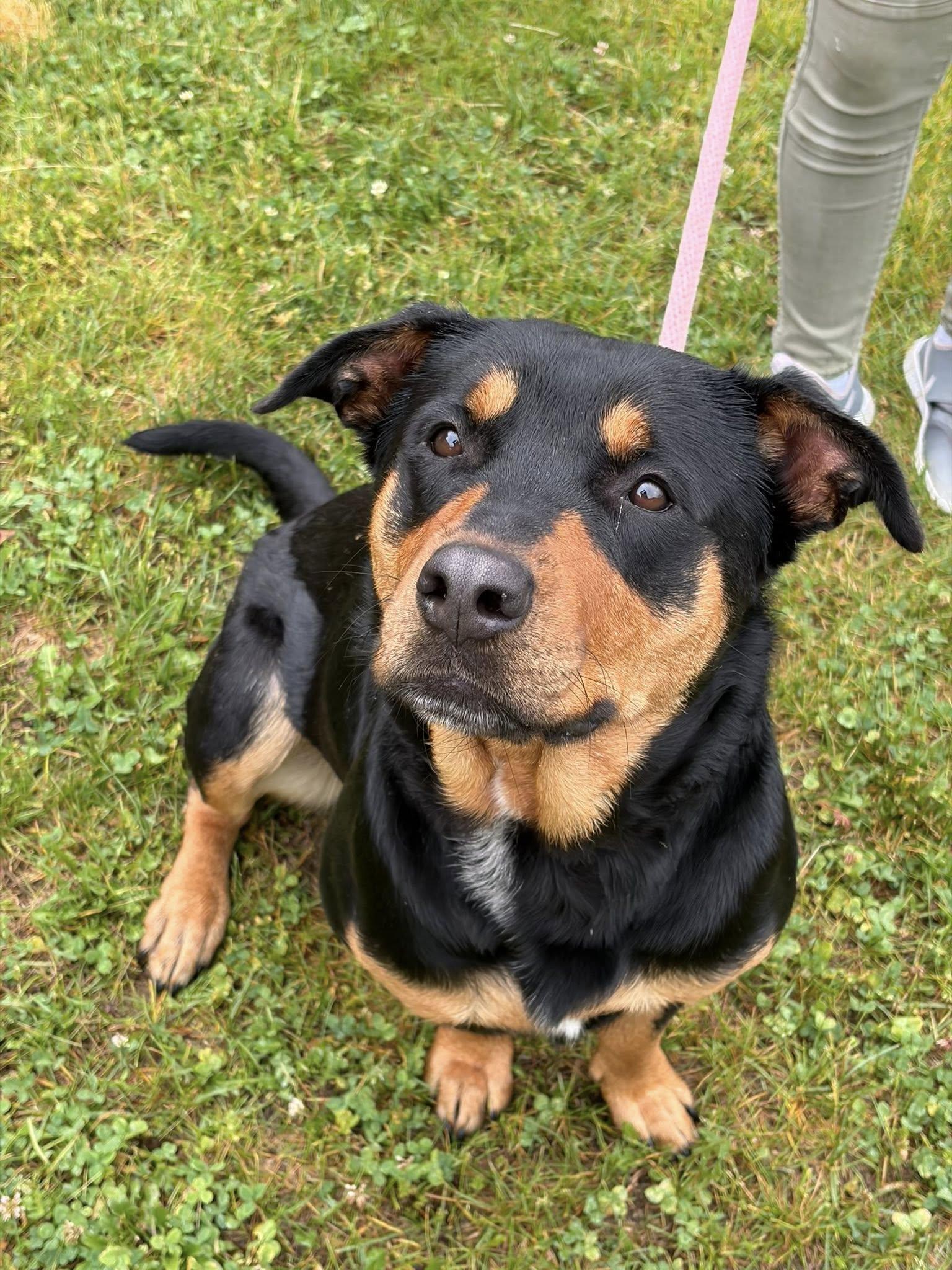 Enlarge Stella, an adoptable mixed breed in Winchester, VA image 2/5