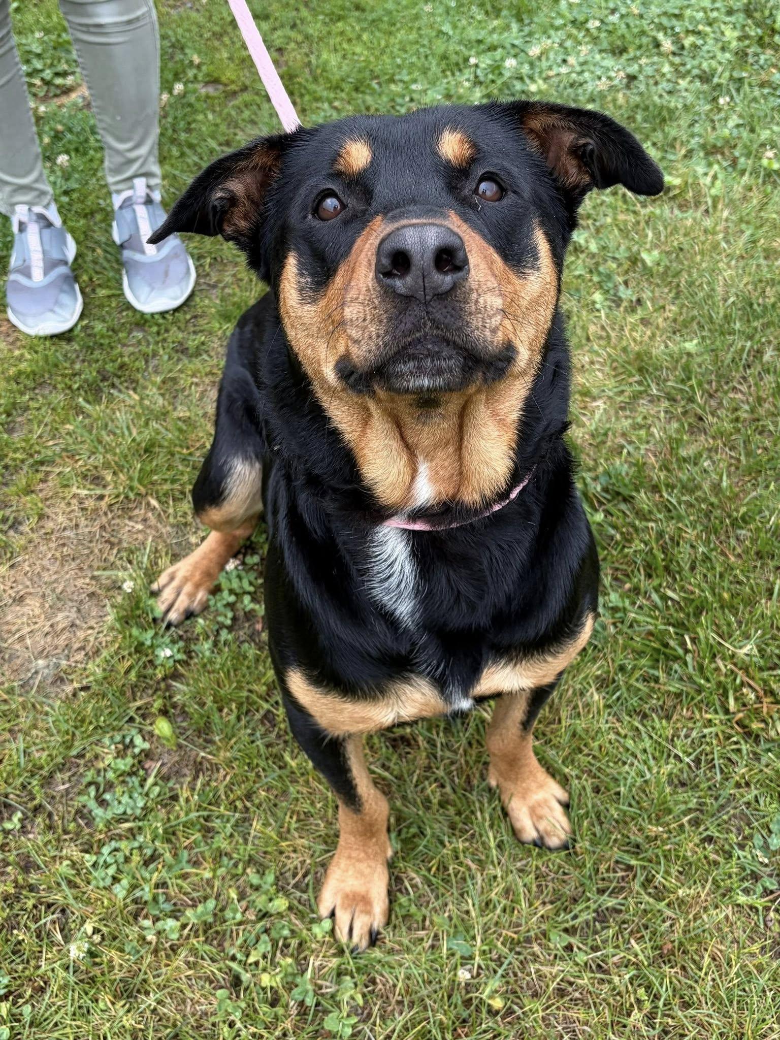 Enlarge Stella, an adoptable mixed breed in Winchester, VA image 4/5