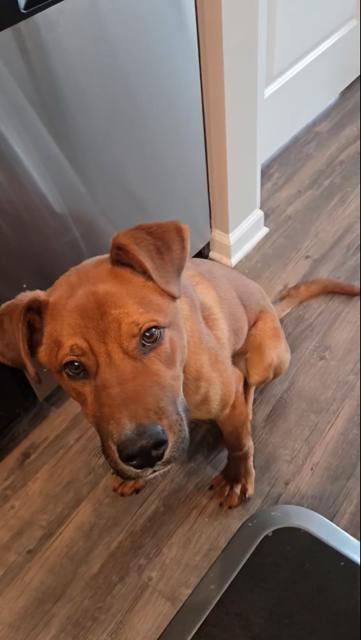 Reilly, adopted, Young Male Labrador Retriever.
