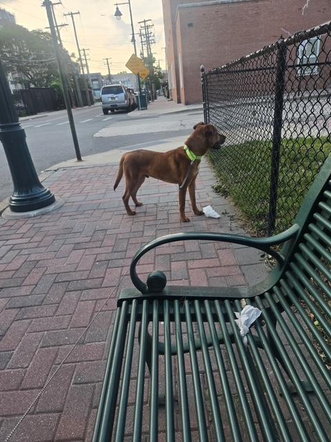 Enlarge Reilly, an adopted mixed breed in Manhasset, NY image 4/6