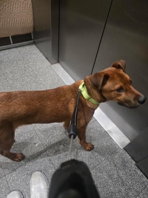 Enlarge Reilly, an adopted mixed breed in Manhasset, NY image 2/6