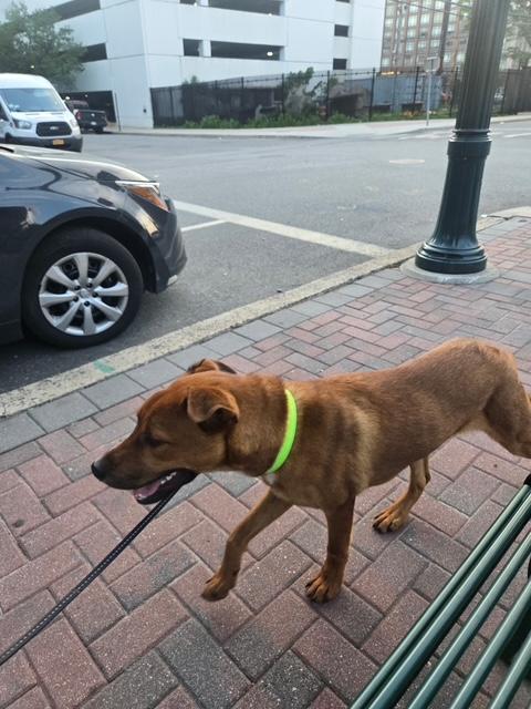 Enlarge Reilly, an adopted mixed breed in Manhasset, NY image 3/6