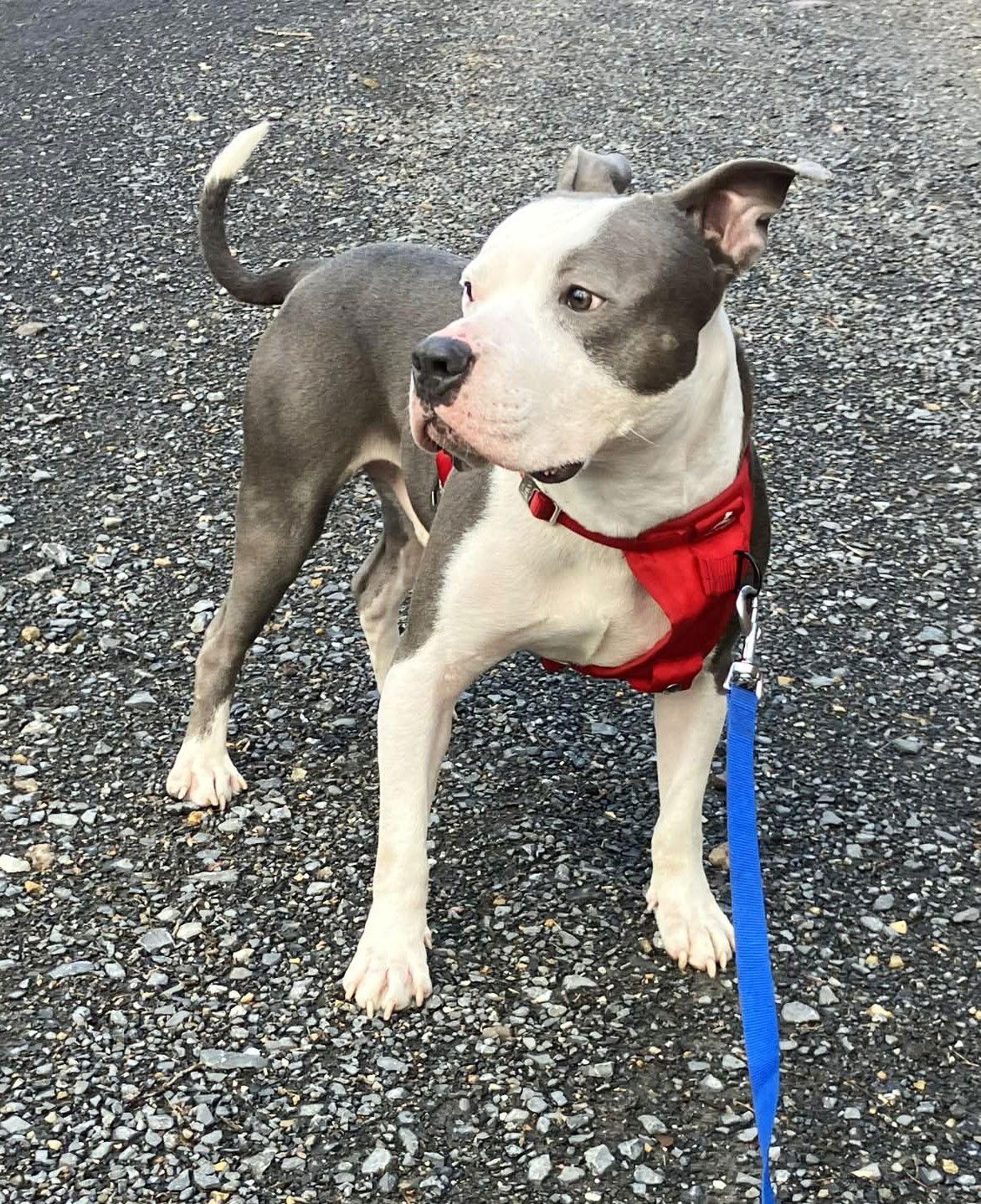 Enlarge Motto, a Adoptable Pit Bull Terrier in Rockville, MD image 1/3