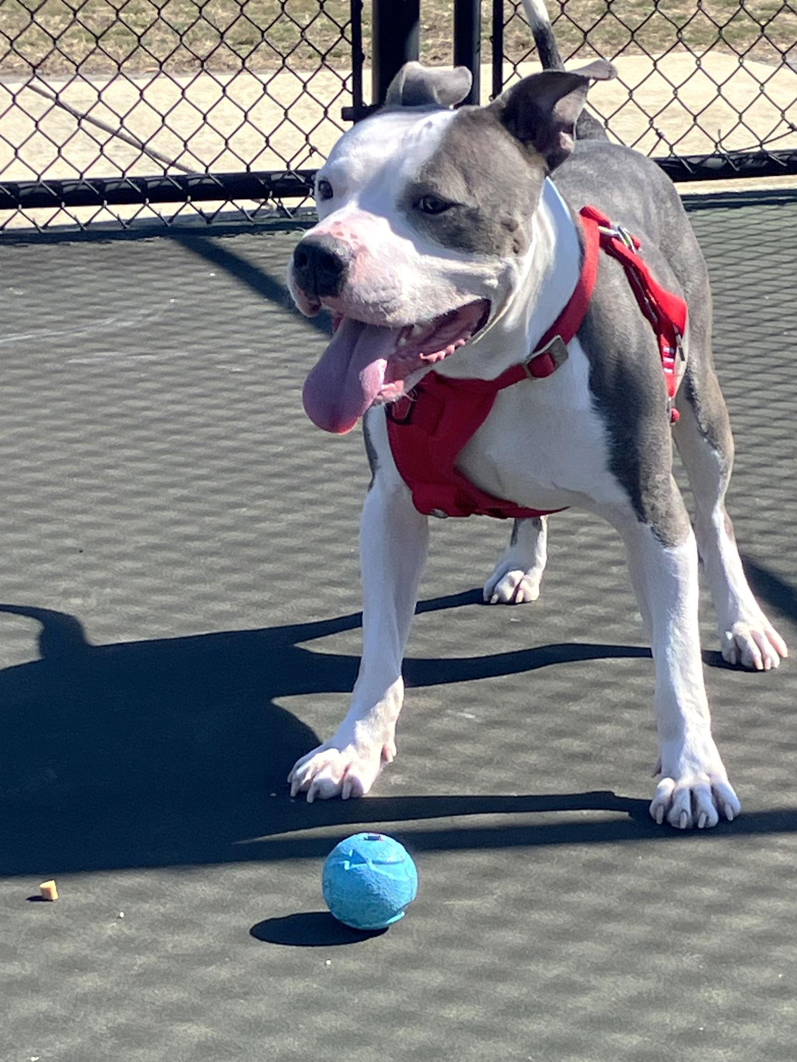 Enlarge Motto, a Adoptable Pit Bull Terrier in Rockville, MD image 2/3