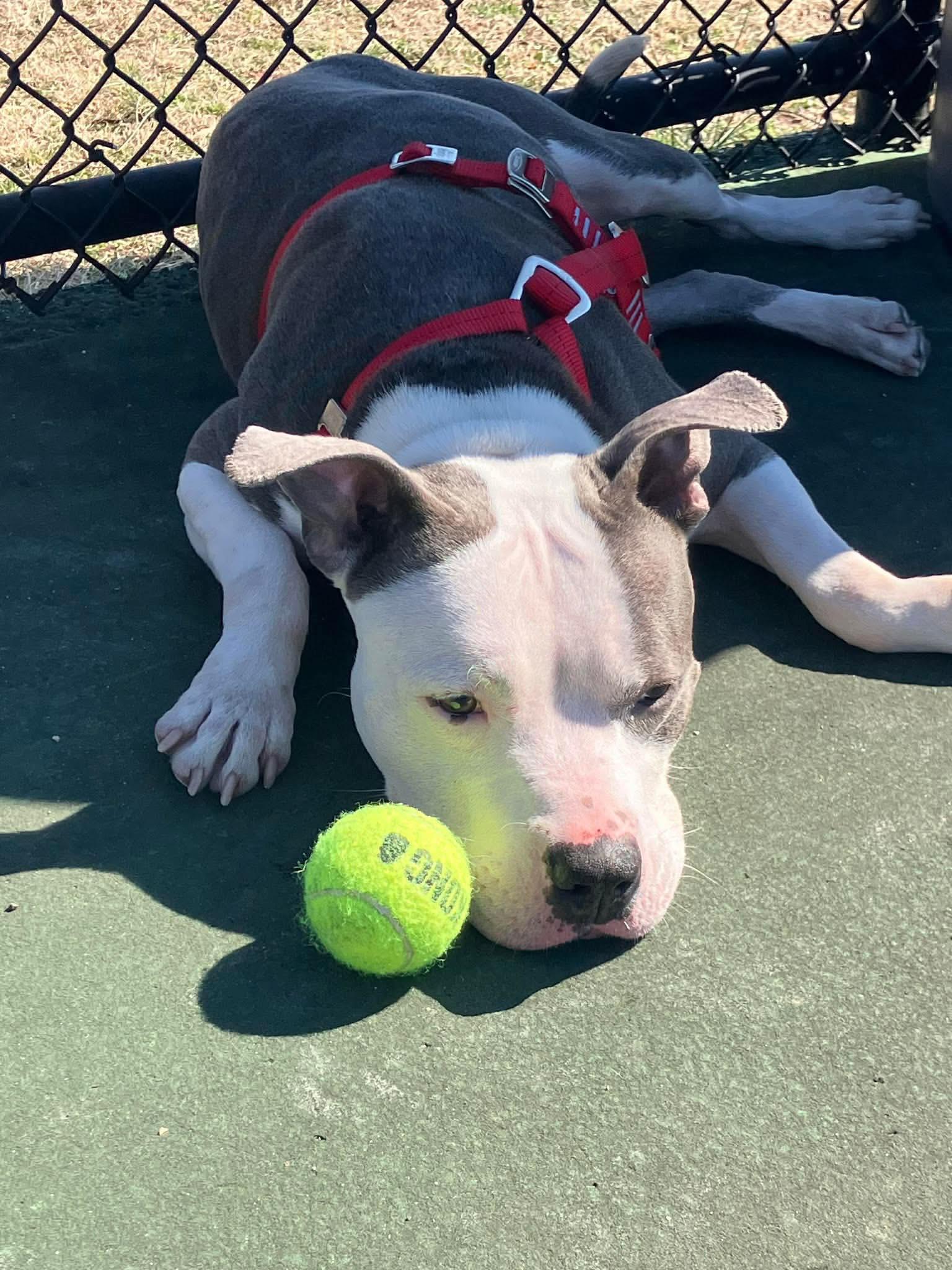 Enlarge Motto, a Adoptable Pit Bull Terrier in Rockville, MD image 3/3
