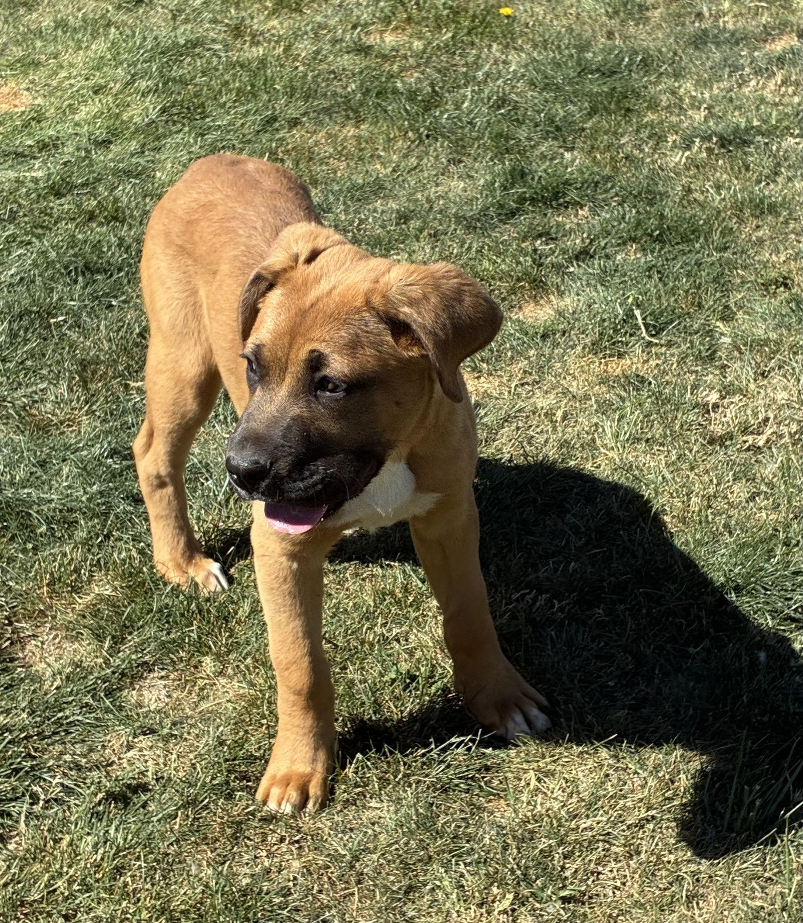 Enlarge Brutus, a Adoptable mixed breed in Hesperia, CA image 1/3