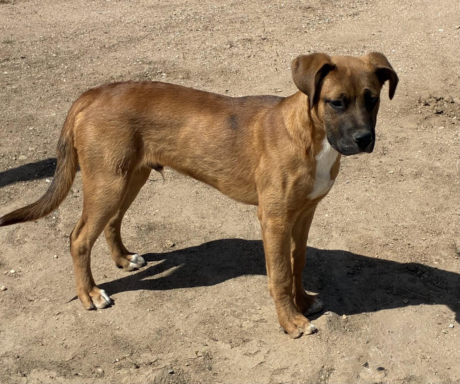 Enlarge Brutus, a Adoptable mixed breed in Hesperia, CA image 2/3