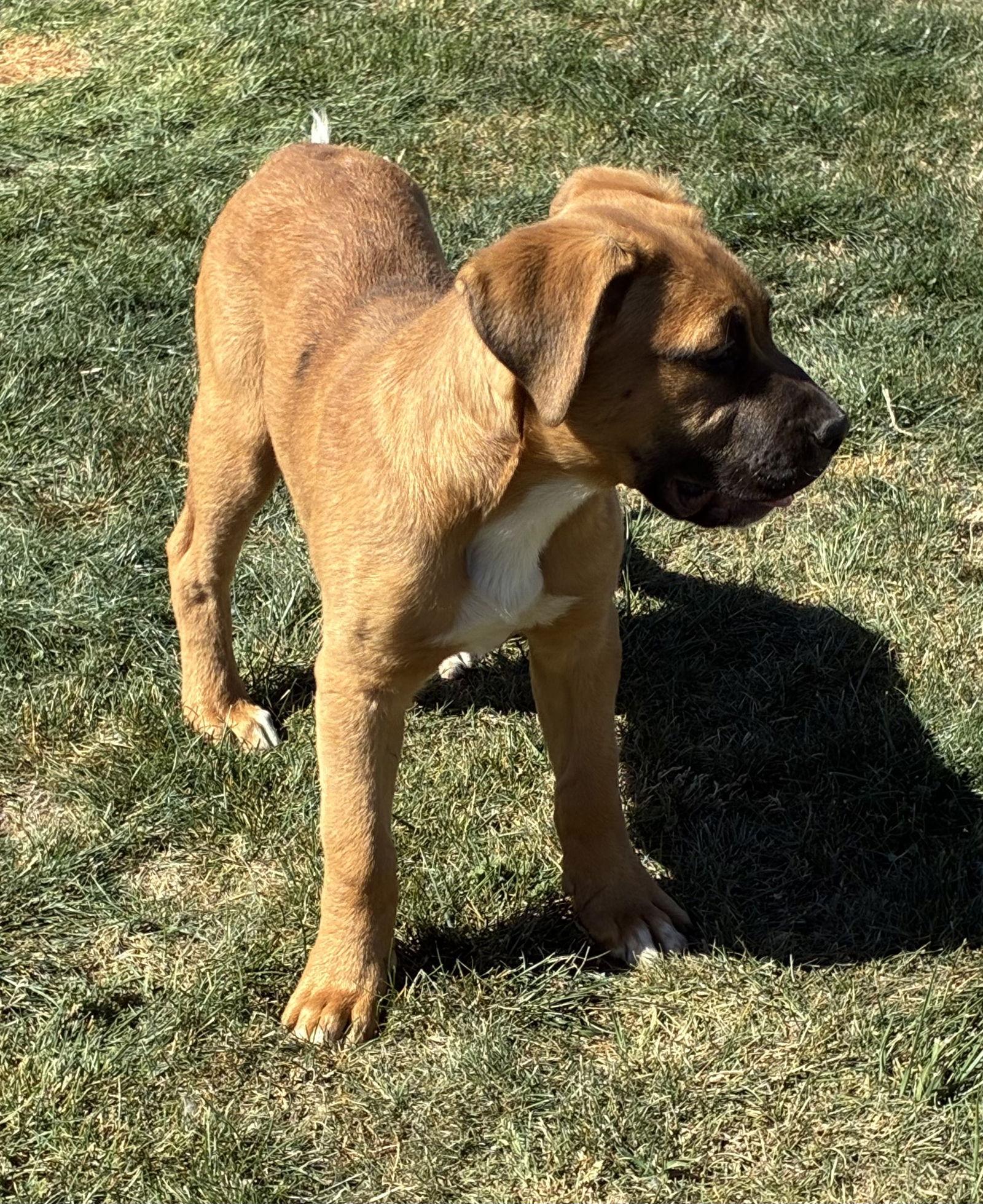 Enlarge Brutus, a Adoptable mixed breed in Hesperia, CA image 2/3