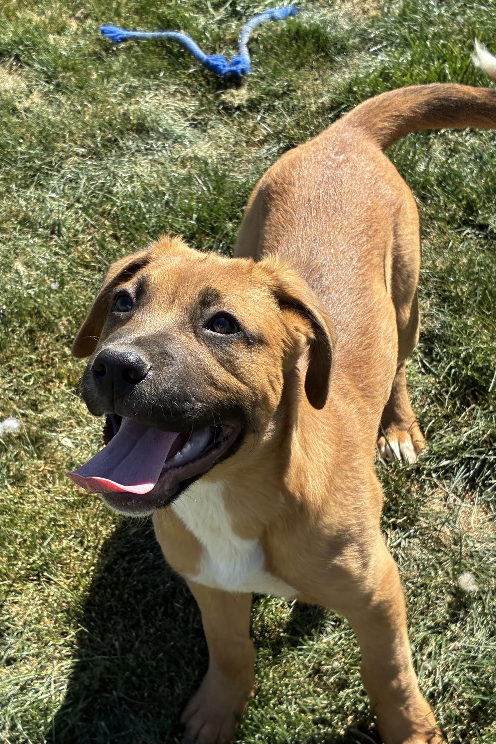 Enlarge Brutus, a Adoptable mixed breed in Hesperia, CA image 3/3