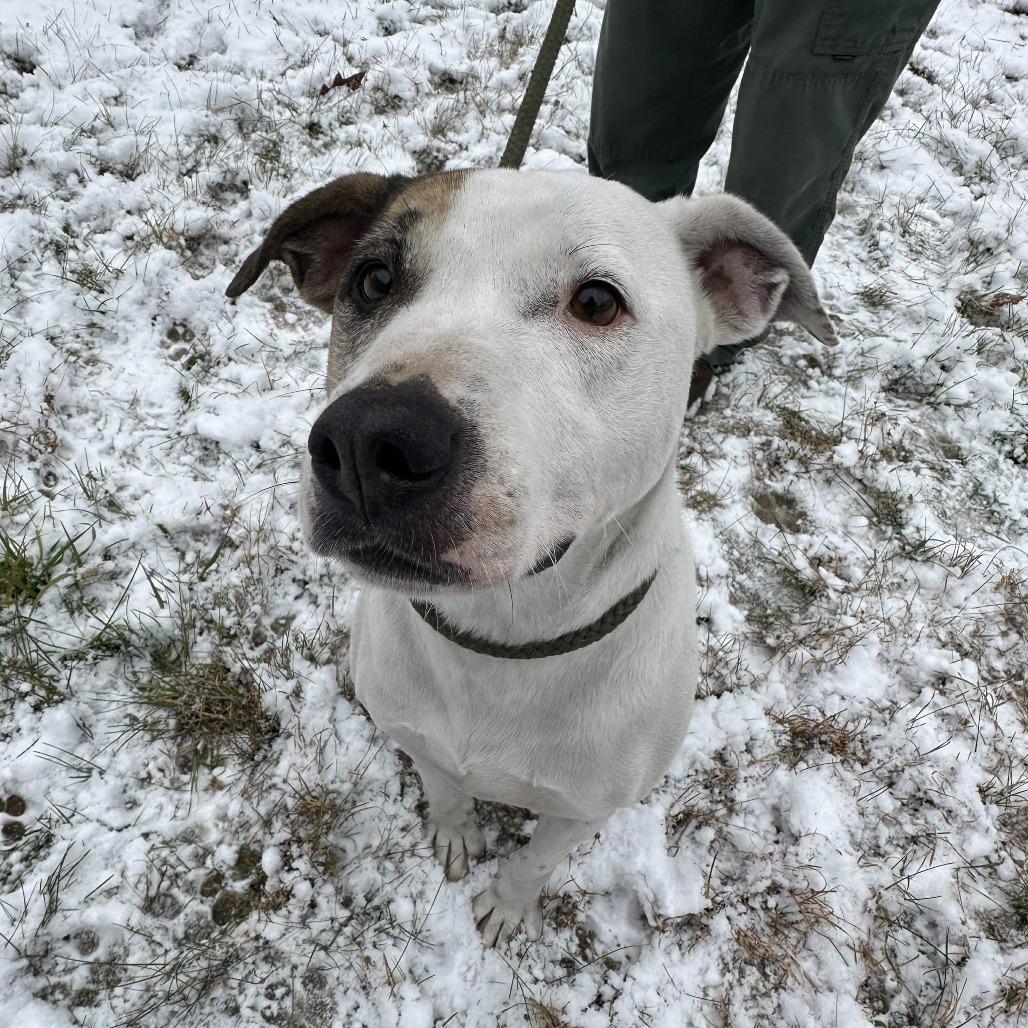 Enlarge Daphne, a Adoptable Boxer in Washington, DC image 1/6