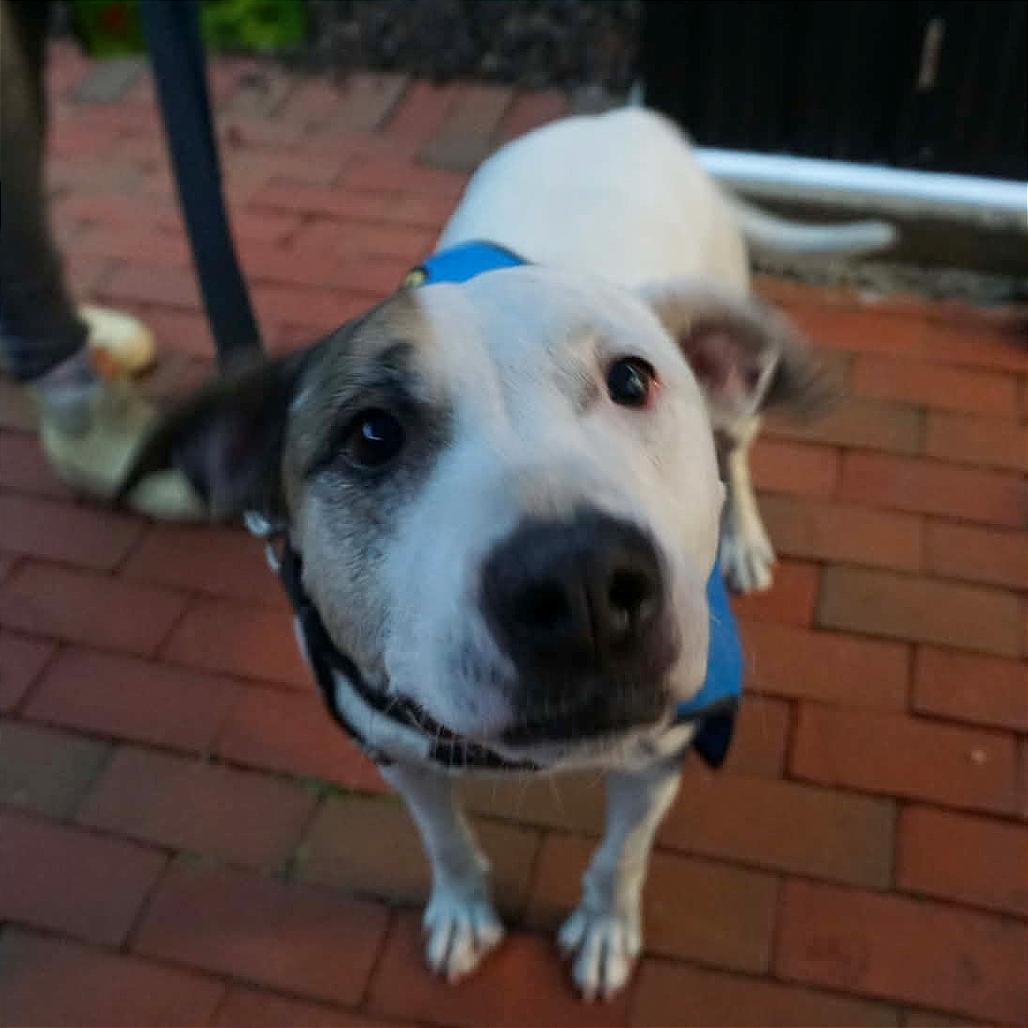 Enlarge Daphne, a Adoptable Boxer in Washington, DC image 2/6