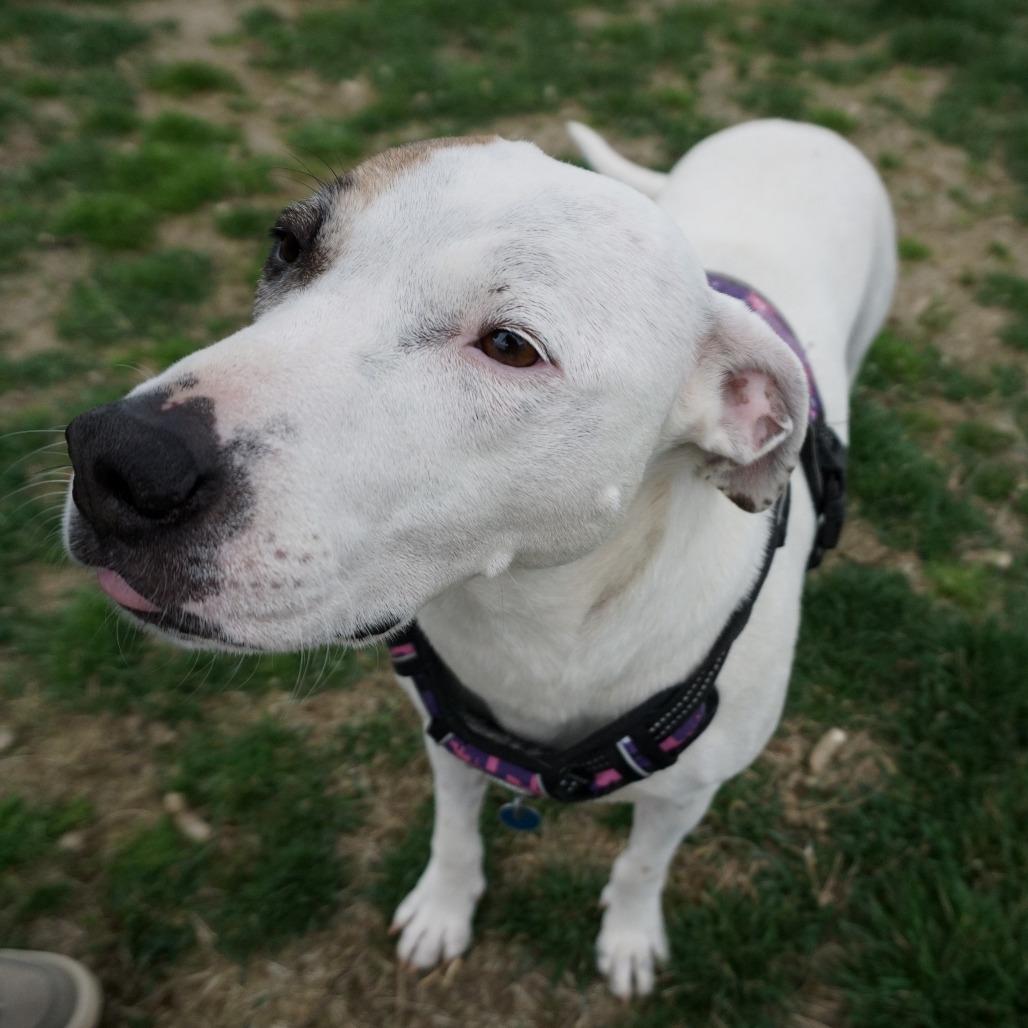 Enlarge Daphne, a Adoptable Boxer in Washington, DC image 3/6