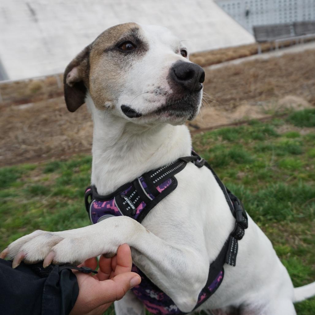 Enlarge Daphne, a Adoptable Boxer in Washington, DC image 4/6