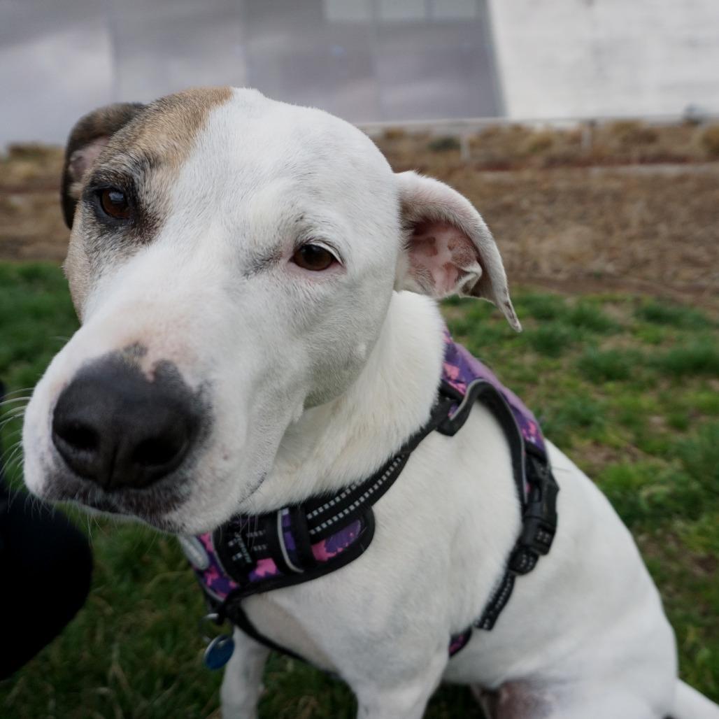Enlarge Daphne, a Adoptable Boxer in Washington, DC image 5/6