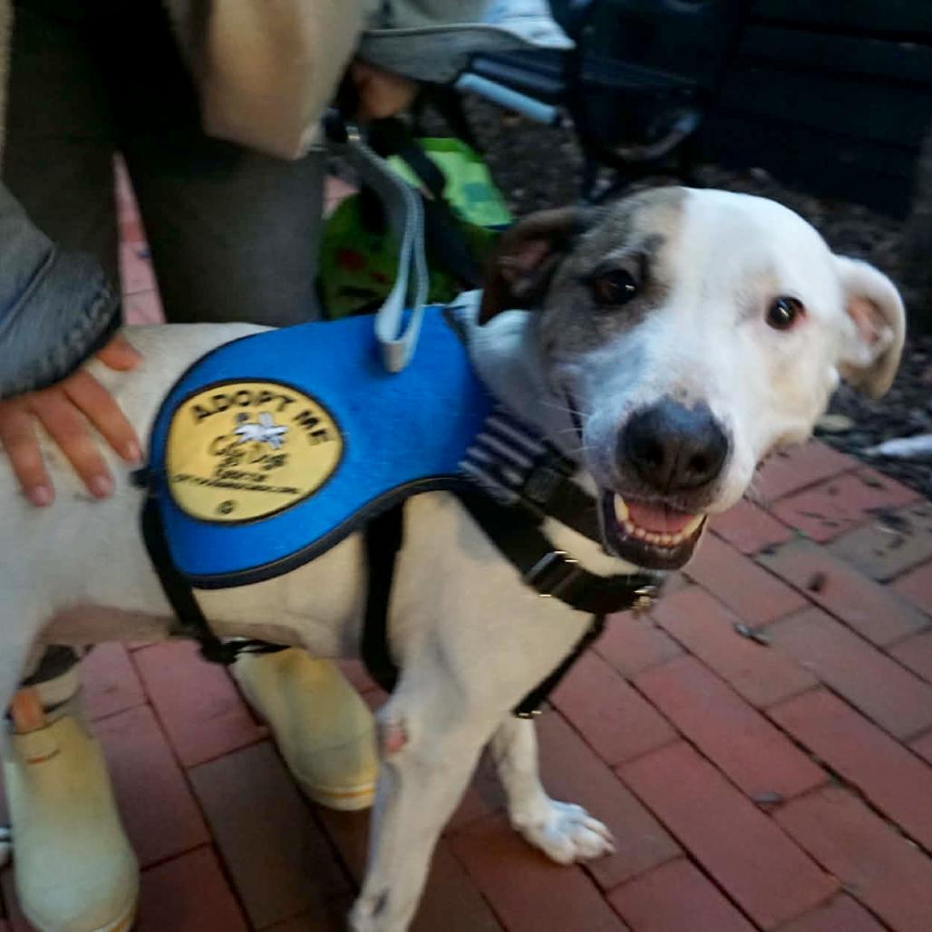 Enlarge Daphne, a Adoptable Boxer in Washington, DC image 6/6