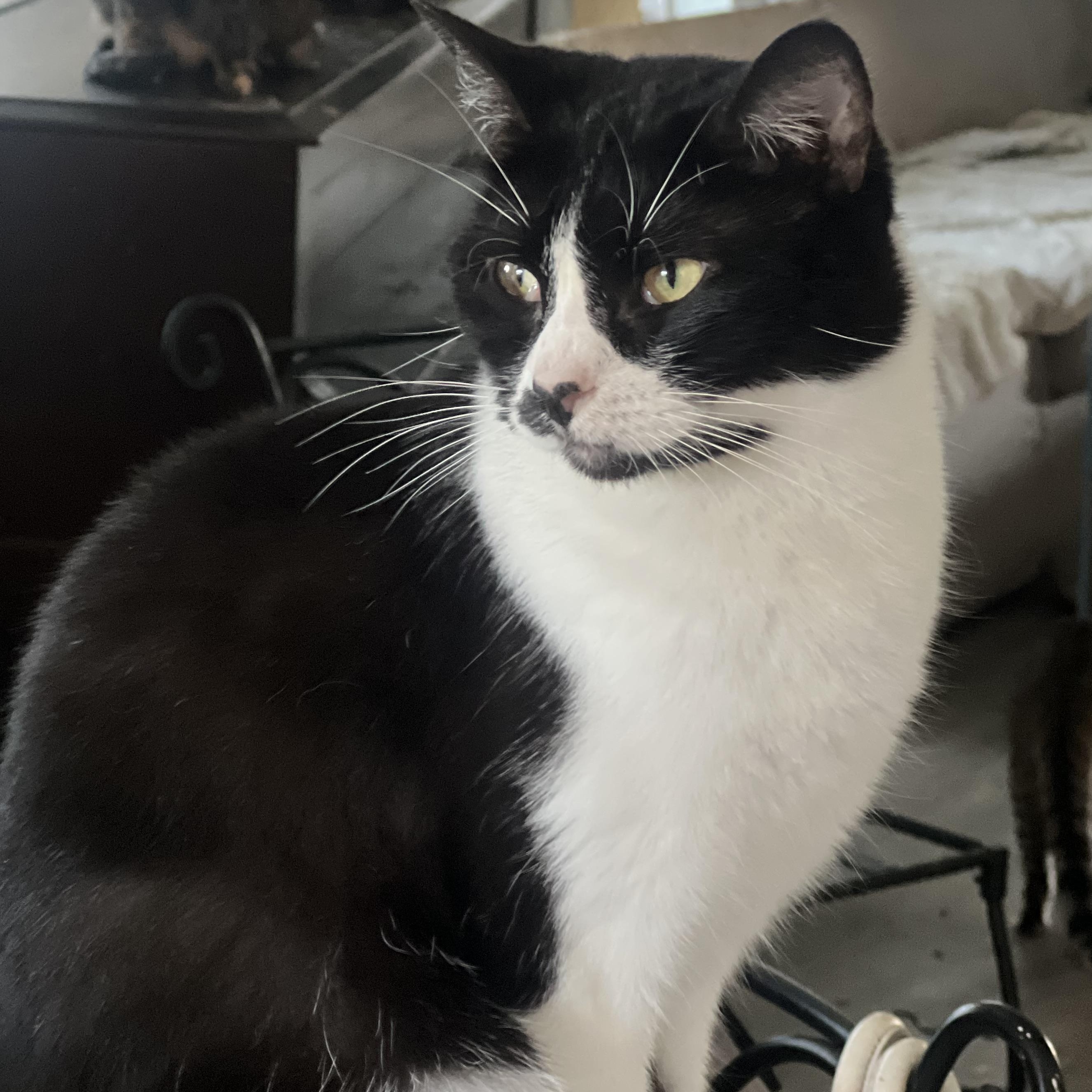 Picasa, Adoptable, Adult Female Domestic Short Hair & Tuxedo.