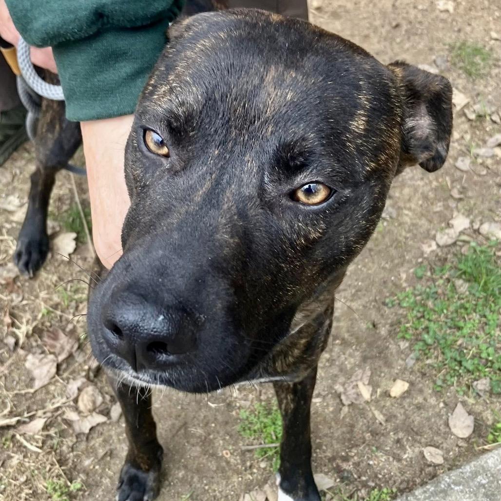 Thistle 1534 — thumbnail 4