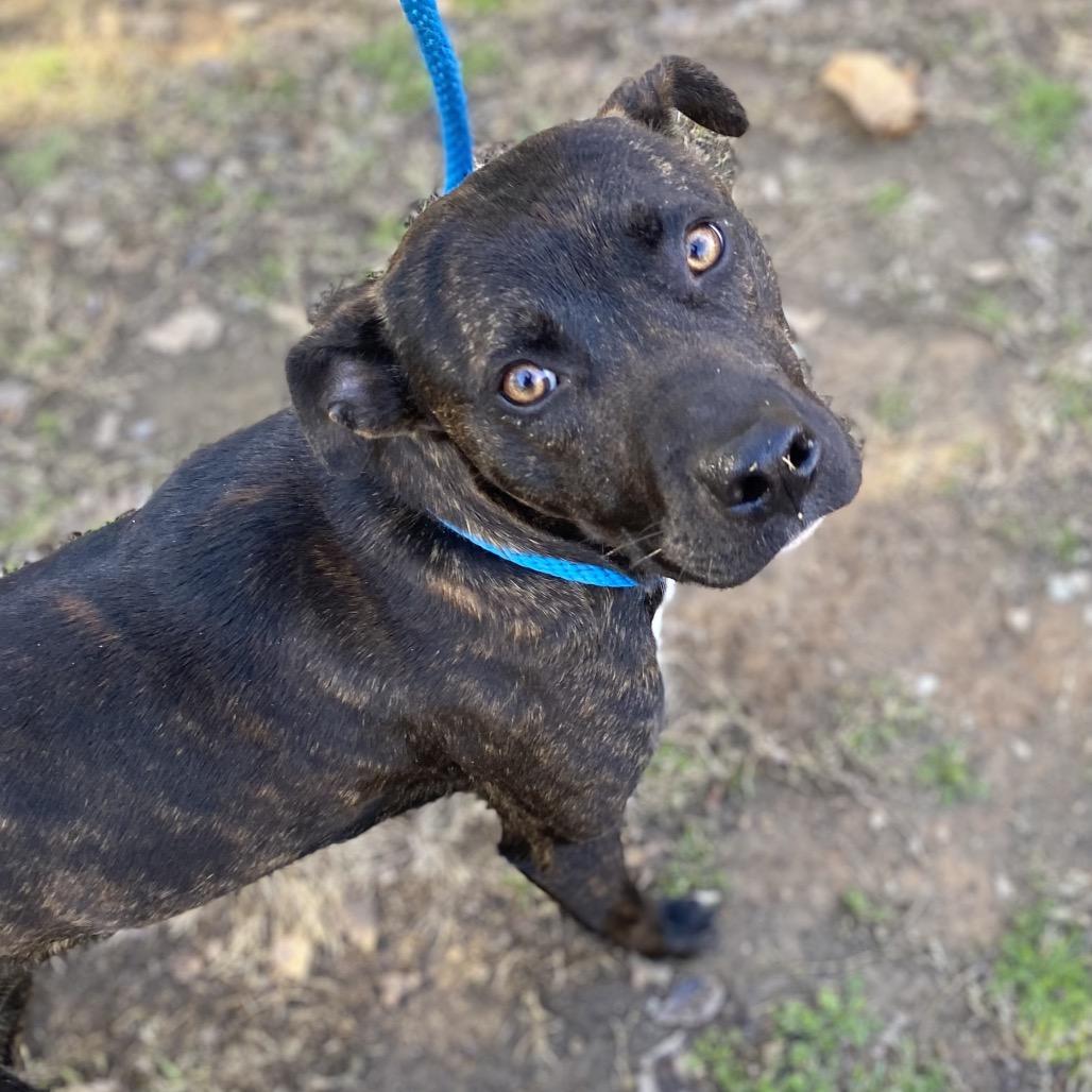 Thistle 1534 — thumbnail 5