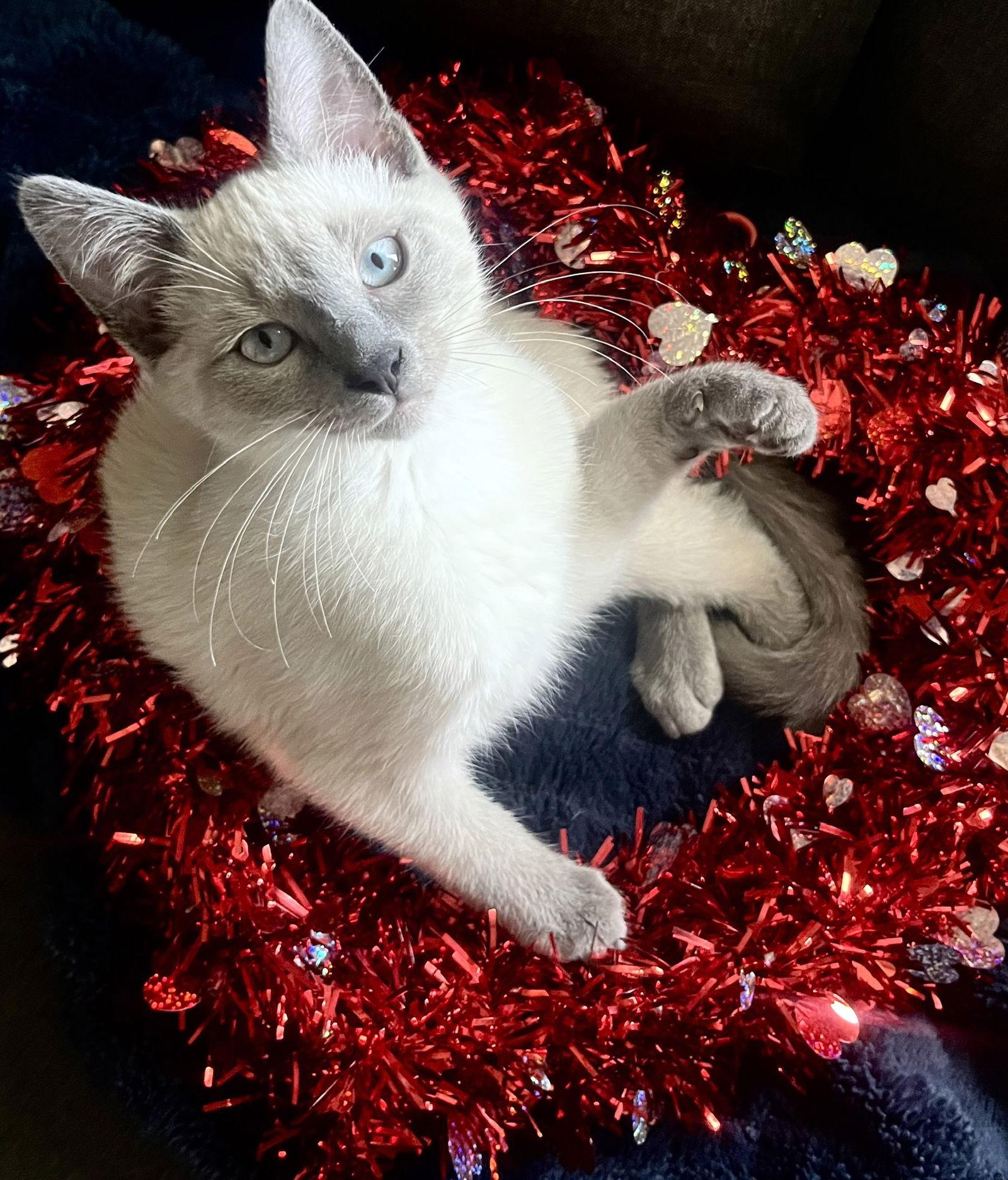 Ollie ( CW), a Adoptable Siamese in Vallejo, CA image 2/3