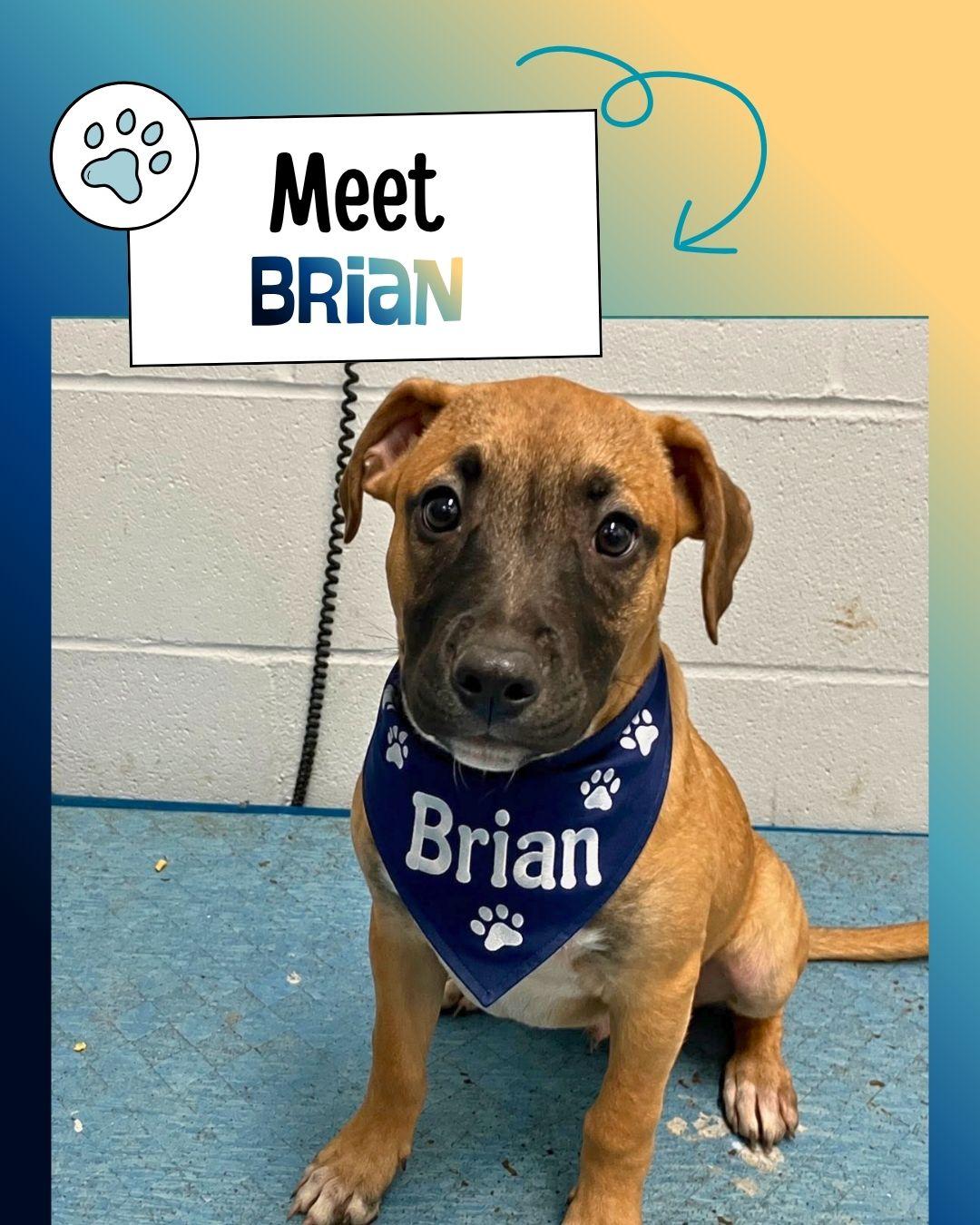 Brian, ADOPTABLE, Puppy Male Belgian Shepherd / Malinois & Black Mouth Cur.