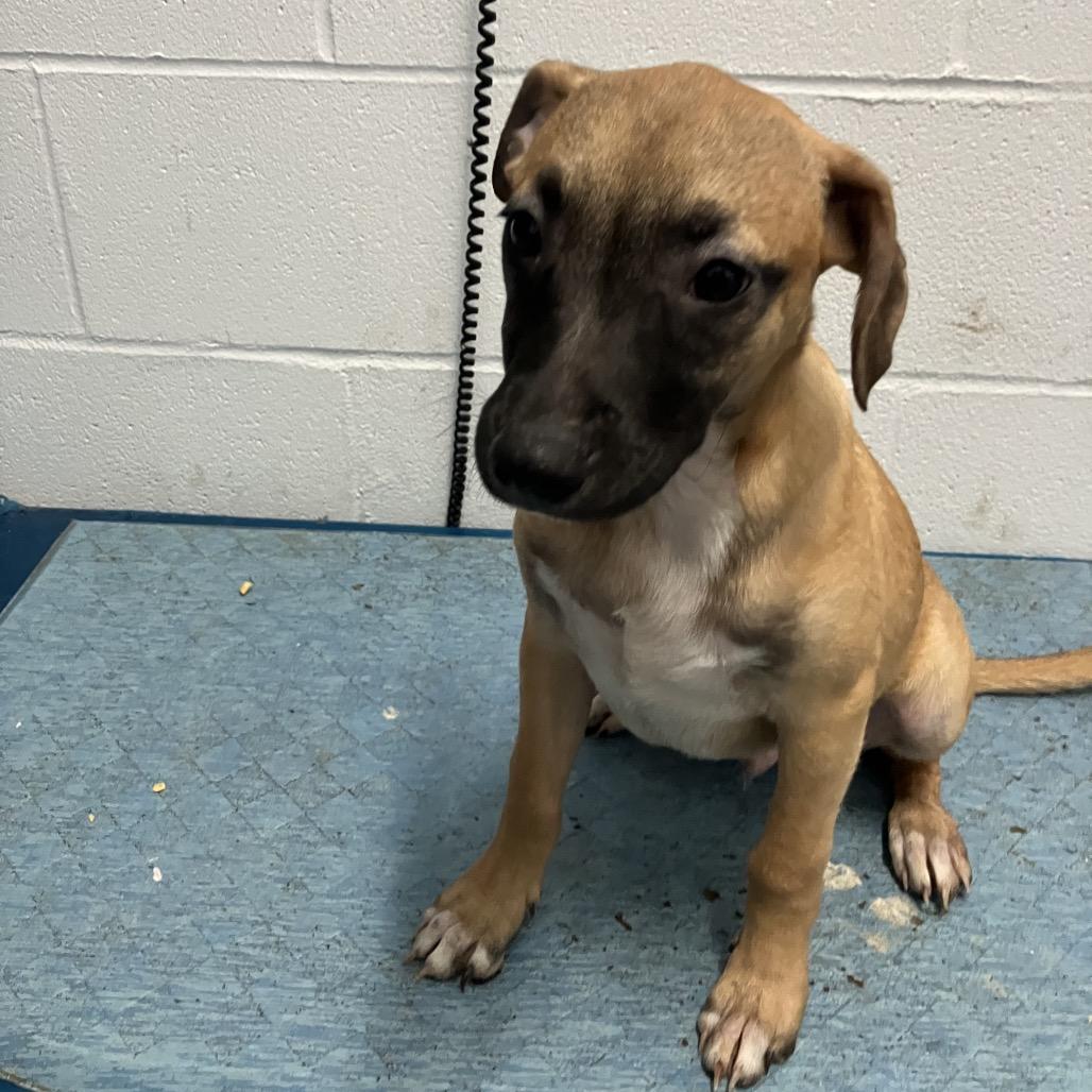 Enlarge Brian, a ADOPTABLE mixed breed in Sulphur, KY image 2/3