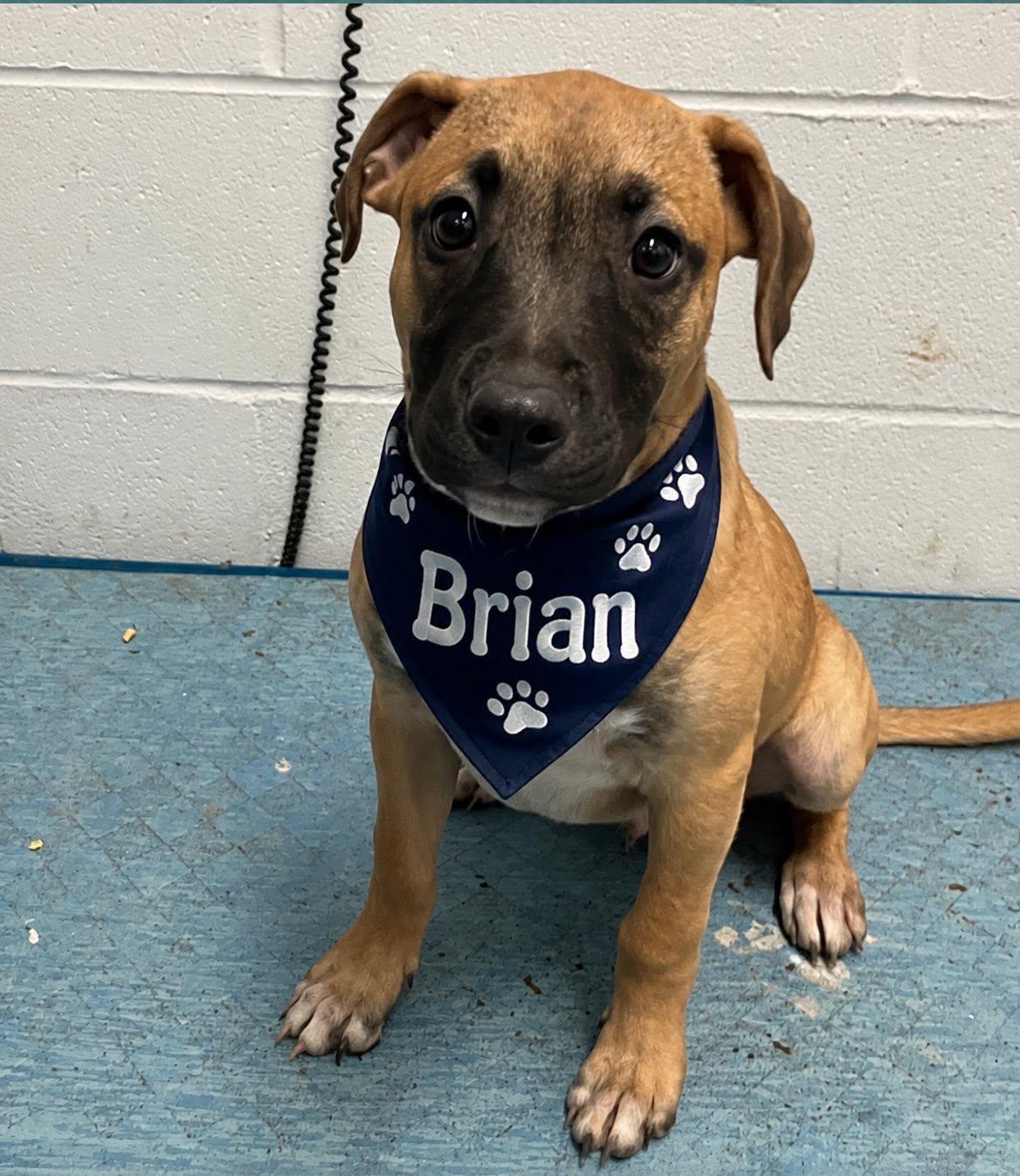 Enlarge Brian, a ADOPTABLE mixed breed in Sulphur, KY image 3/3