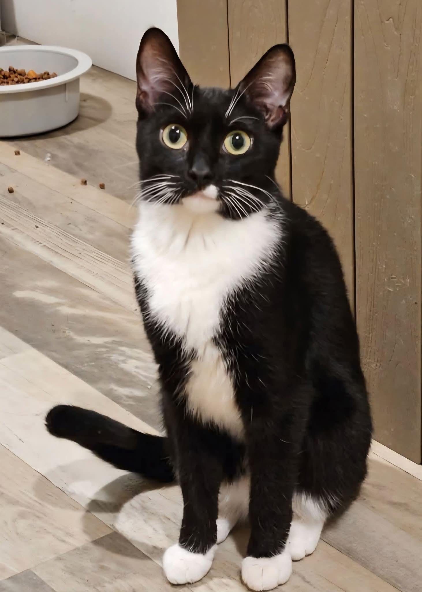 Beaver, Adult Male Domestic Short Hair
