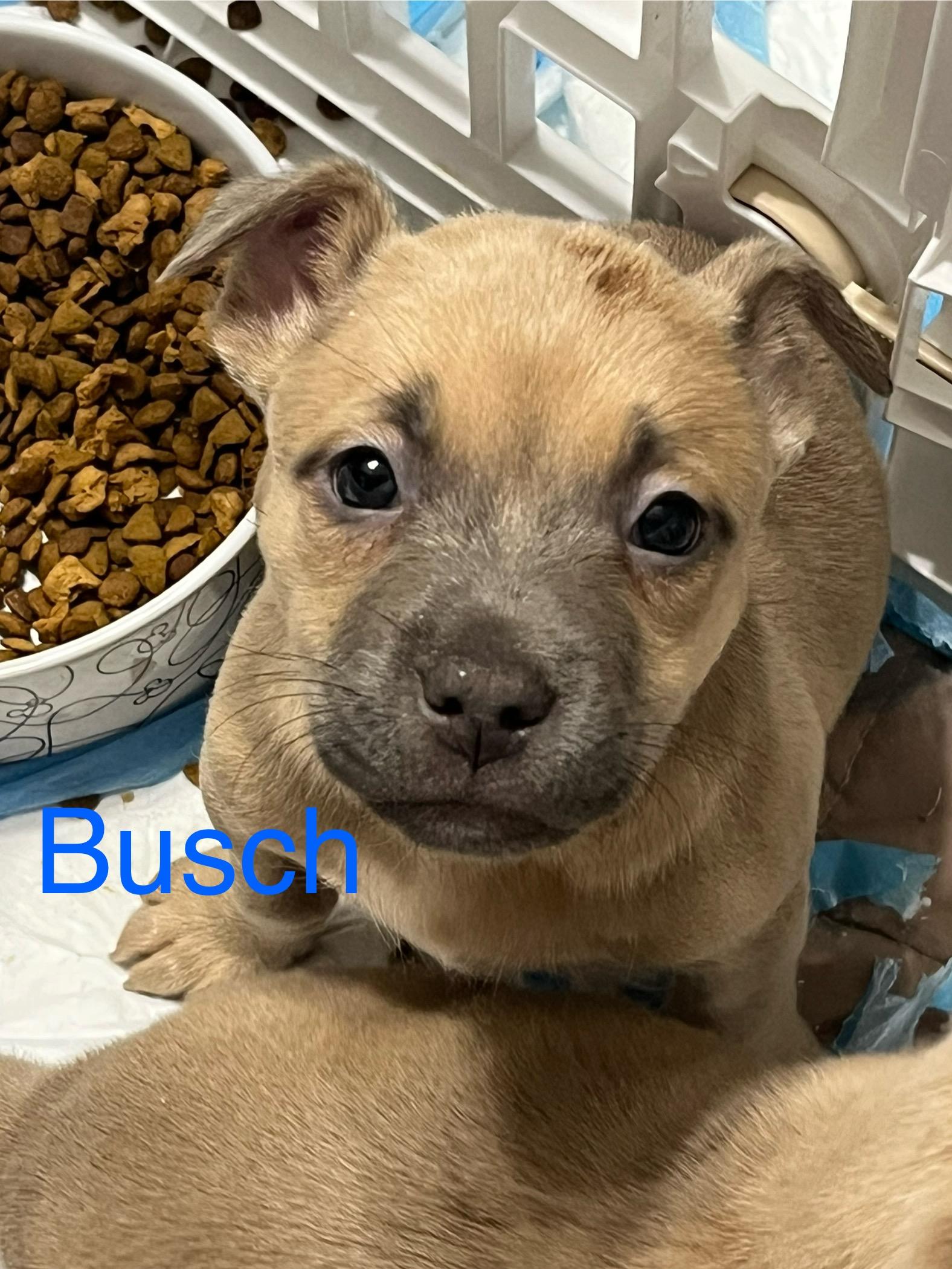 Busch