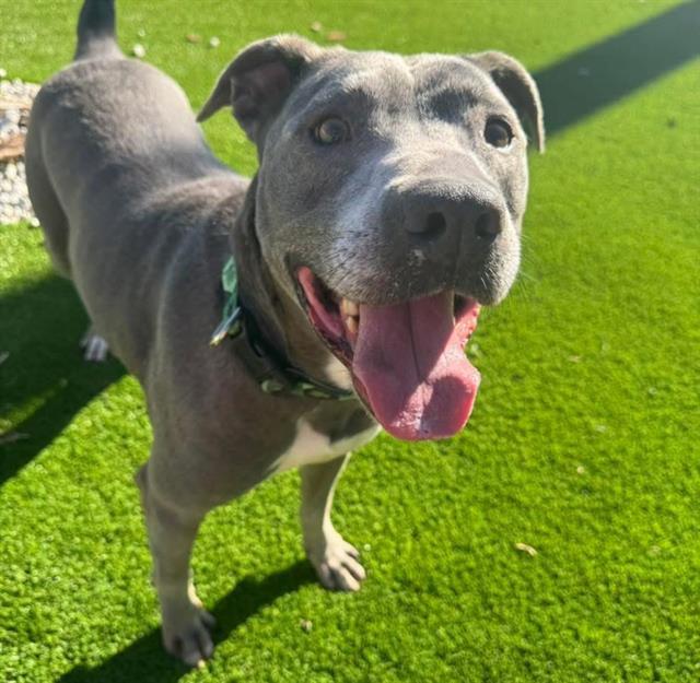 MAVERICK, Adoptable, Adult Male Mixed Breed.