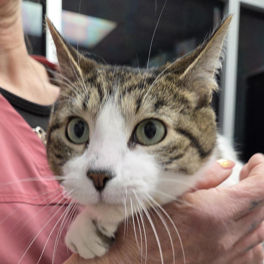 Enlarge Cream, a Adoptable Domestic Short Hair in Camden, DE image 1/2