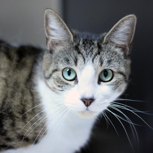 Enlarge Cream, a Adoptable Domestic Short Hair in Camden, DE image 2/2