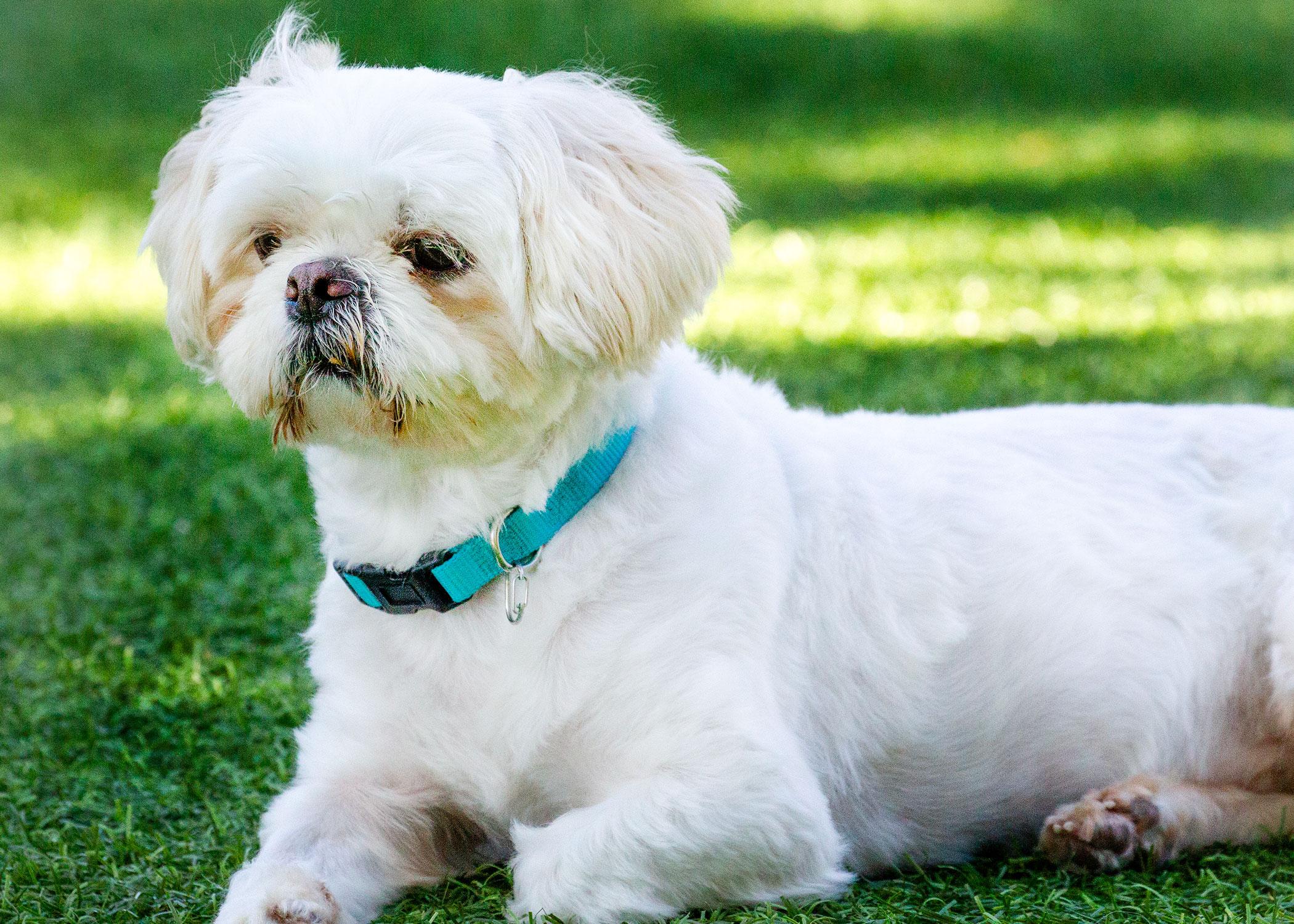 Jackson, Adopted, Adult Male Shih Tzu.