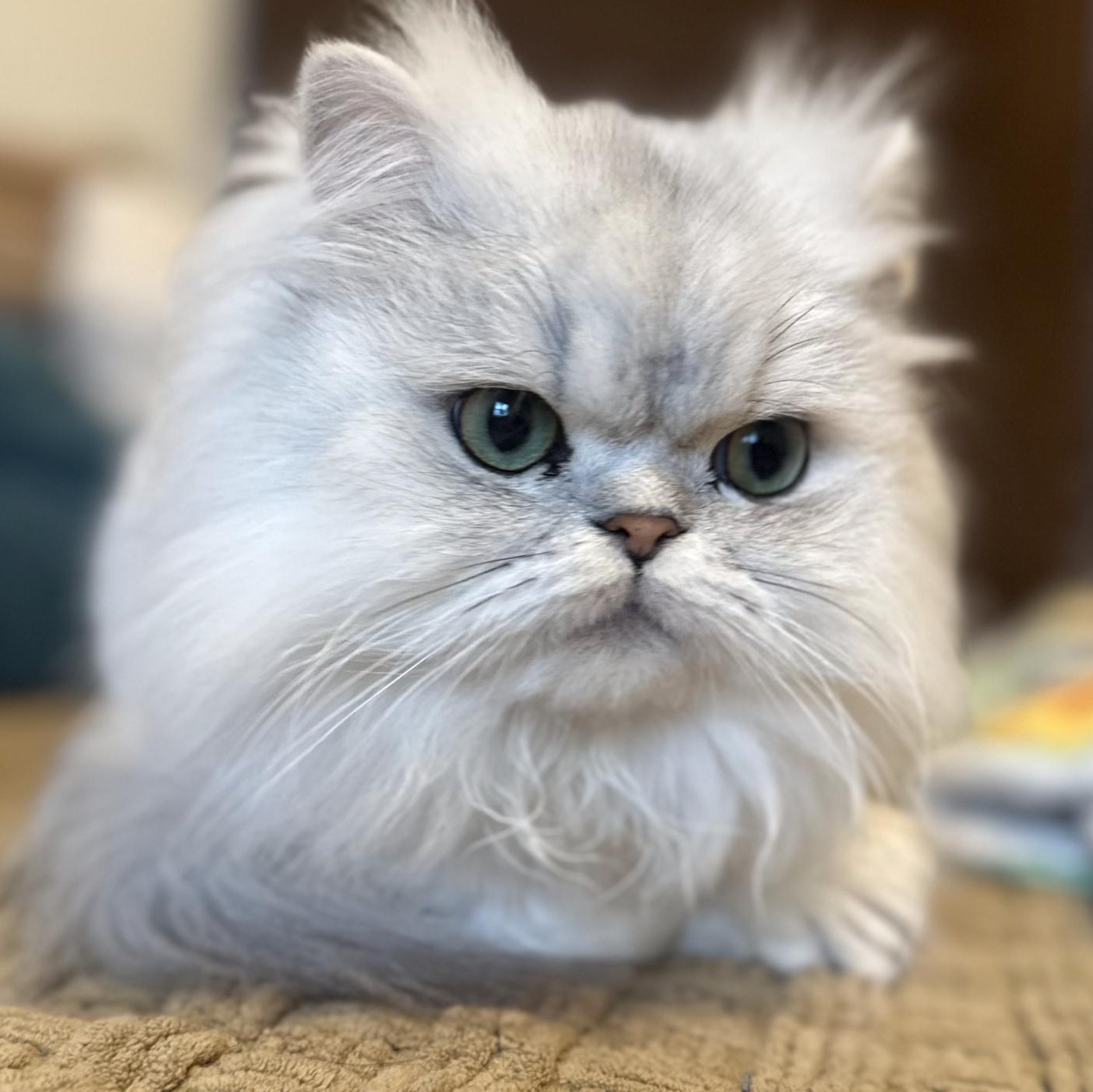 JOJO & SMUDGE, Adoptable, Adult Male Persian.