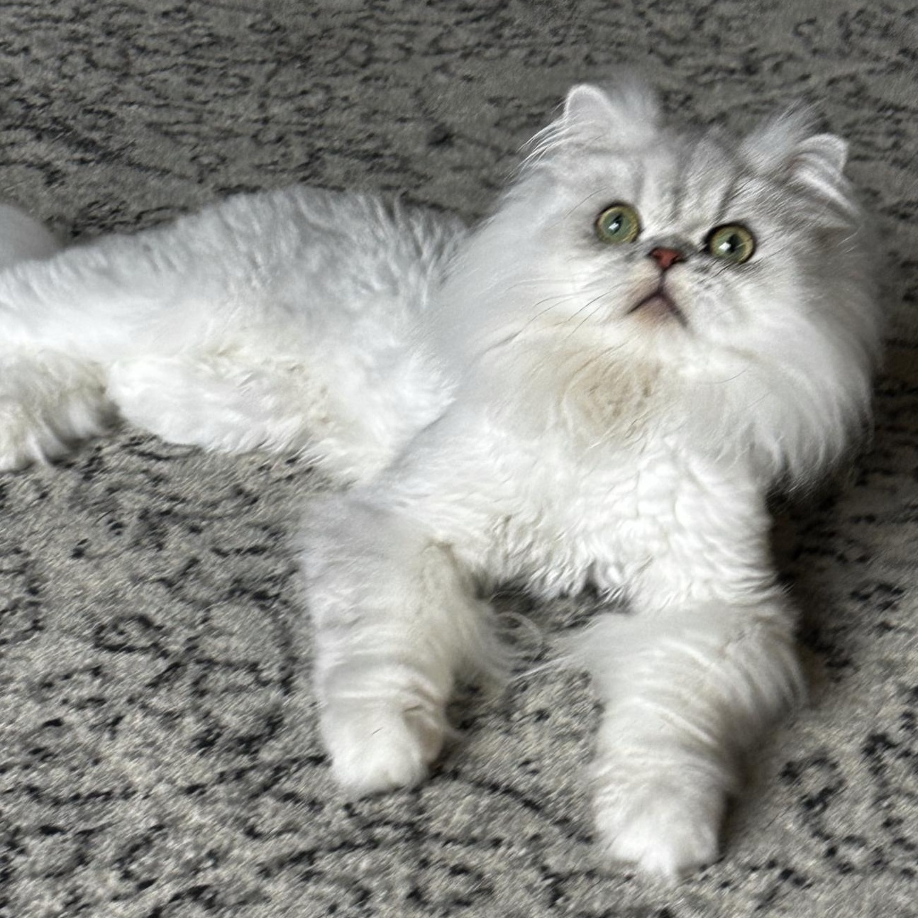 Enlarge JOJO & SMUDGE, a Adoptable Persian in Dane, WI image 3/4