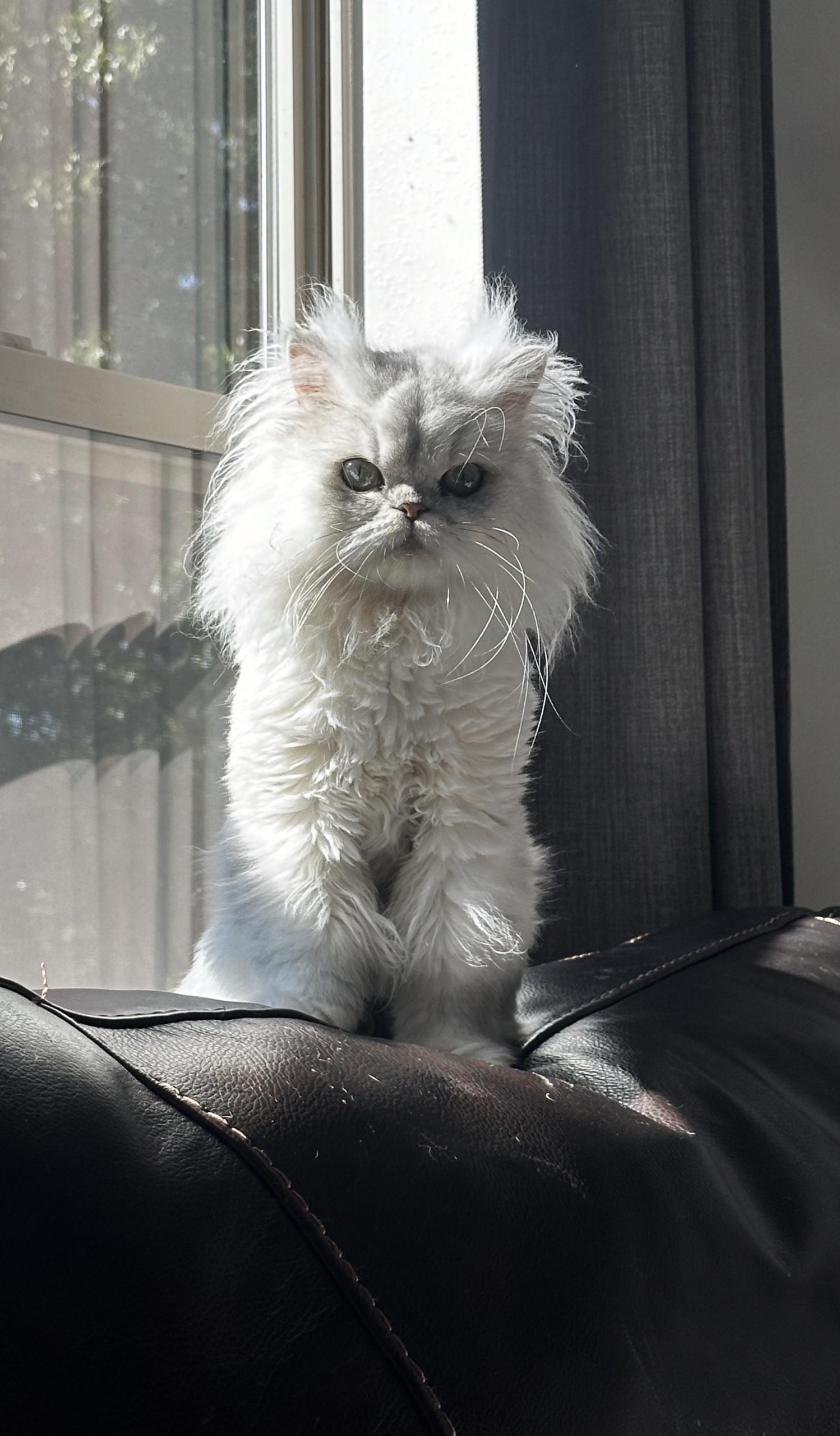 Enlarge JOJO & SMUDGE, a Adoptable Persian in Dane, WI image 4/4