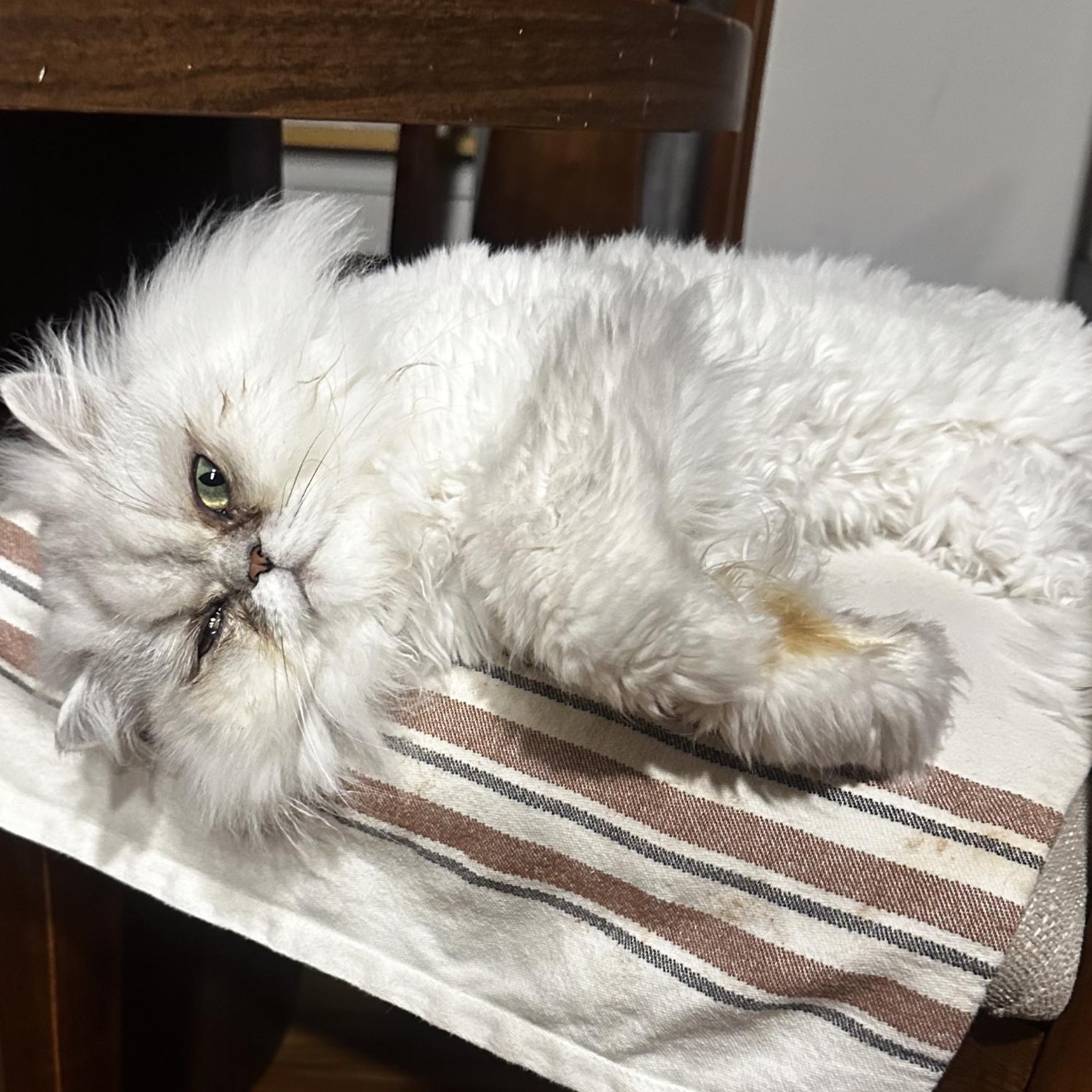 Enlarge JOJO & SMUDGE, a Adoptable Persian in Dane, WI image 2/4