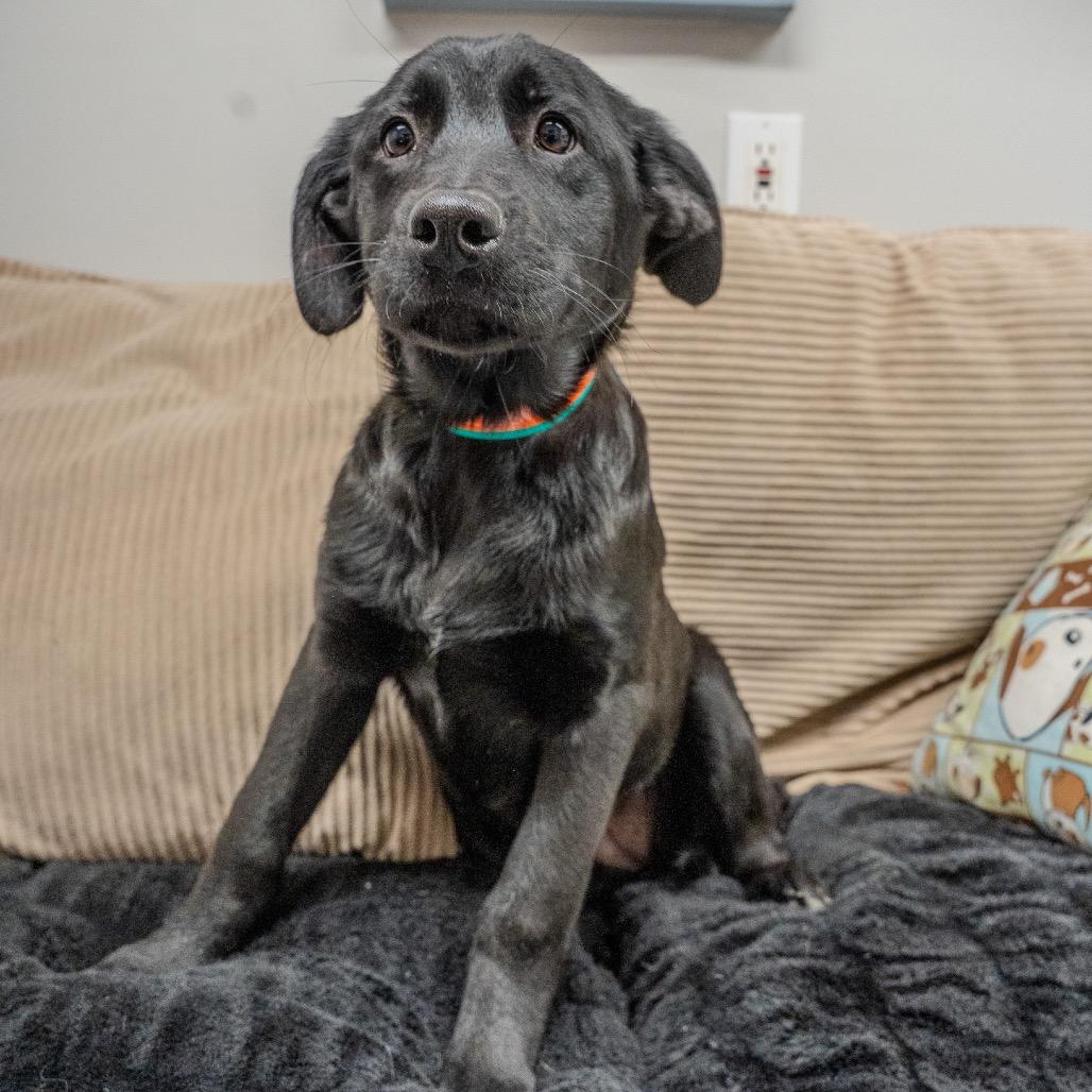 Clementine, a Adoptable mixed breed in Pawling, NY image 1/6
