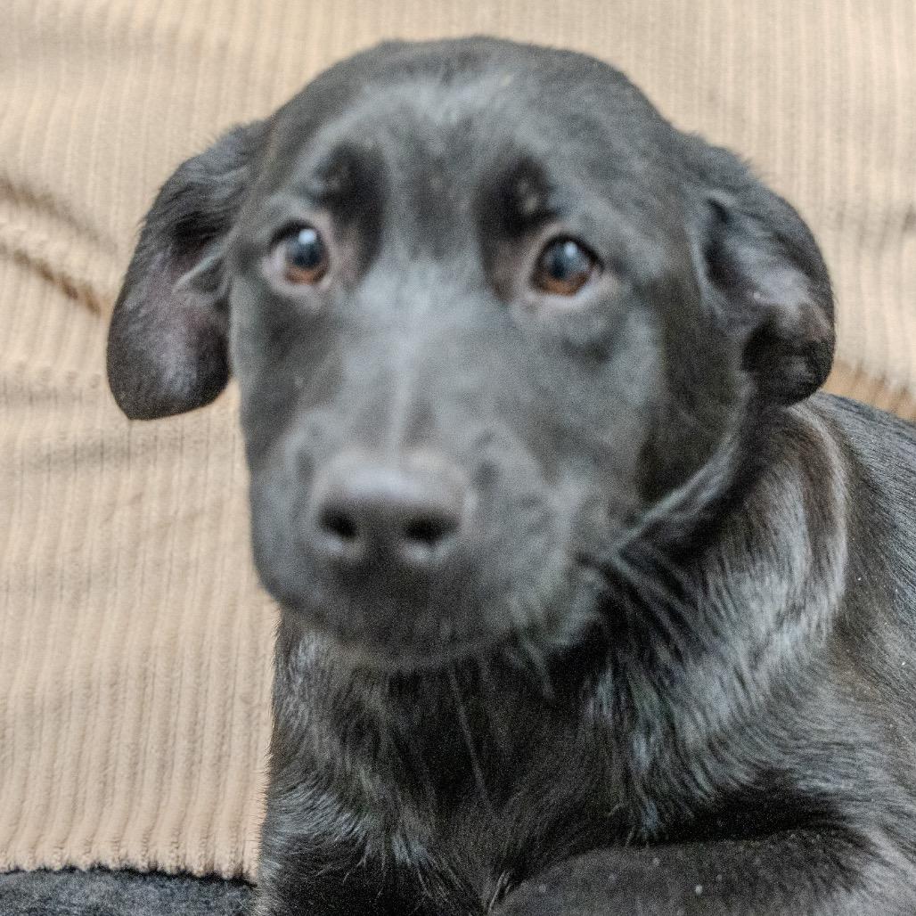 Clementine, a Adoptable mixed breed in Pawling, NY image 2/6