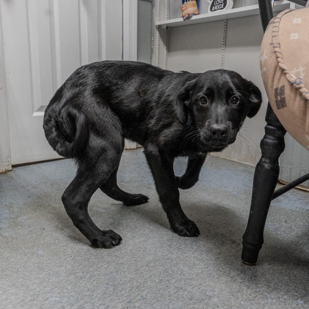 Clementine, a Adoptable mixed breed in Pawling, NY image 3/6