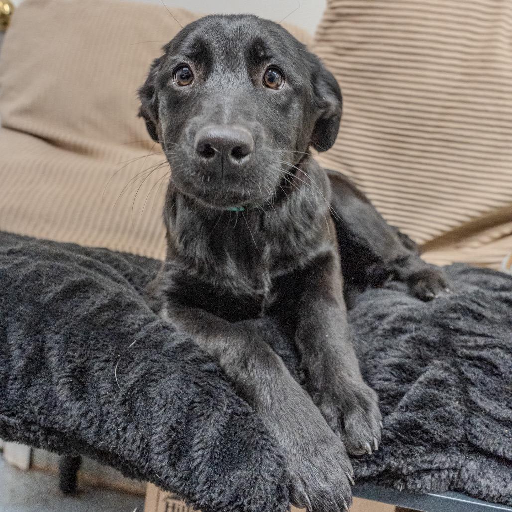 Clementine, a Adoptable mixed breed in Pawling, NY image 4/6