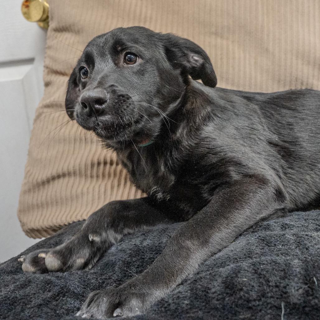 Clementine, a Adoptable mixed breed in Pawling, NY image 5/6