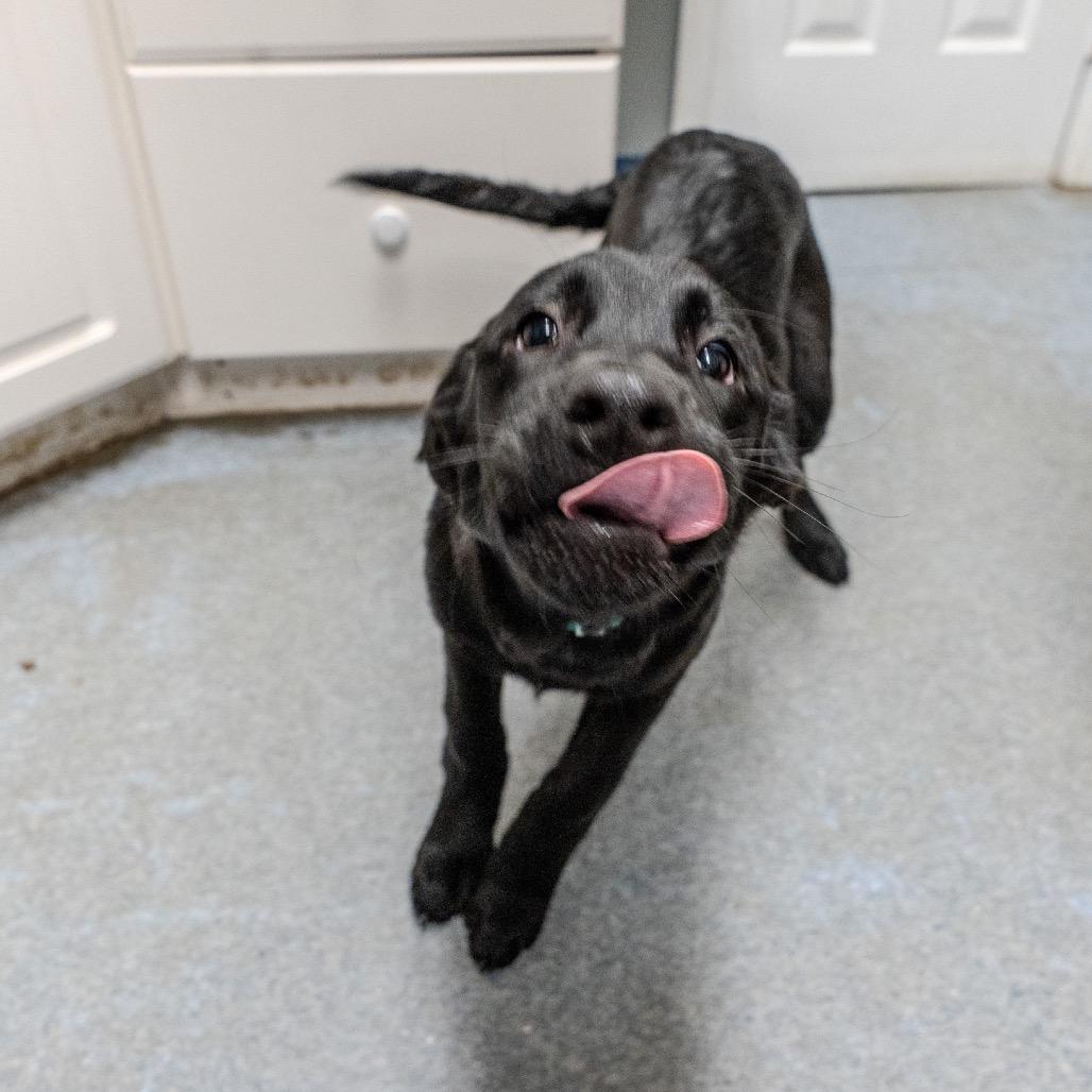 Clementine, a Adoptable mixed breed in Pawling, NY image 6/6