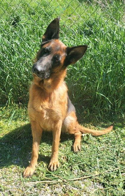Vega (7076), Adoptable, Adult Female German Shepherd Dog.