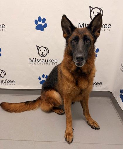 Enlarge Vega (7076), a Adoptable German Shepherd Dog in Lake City, MI image 2/2