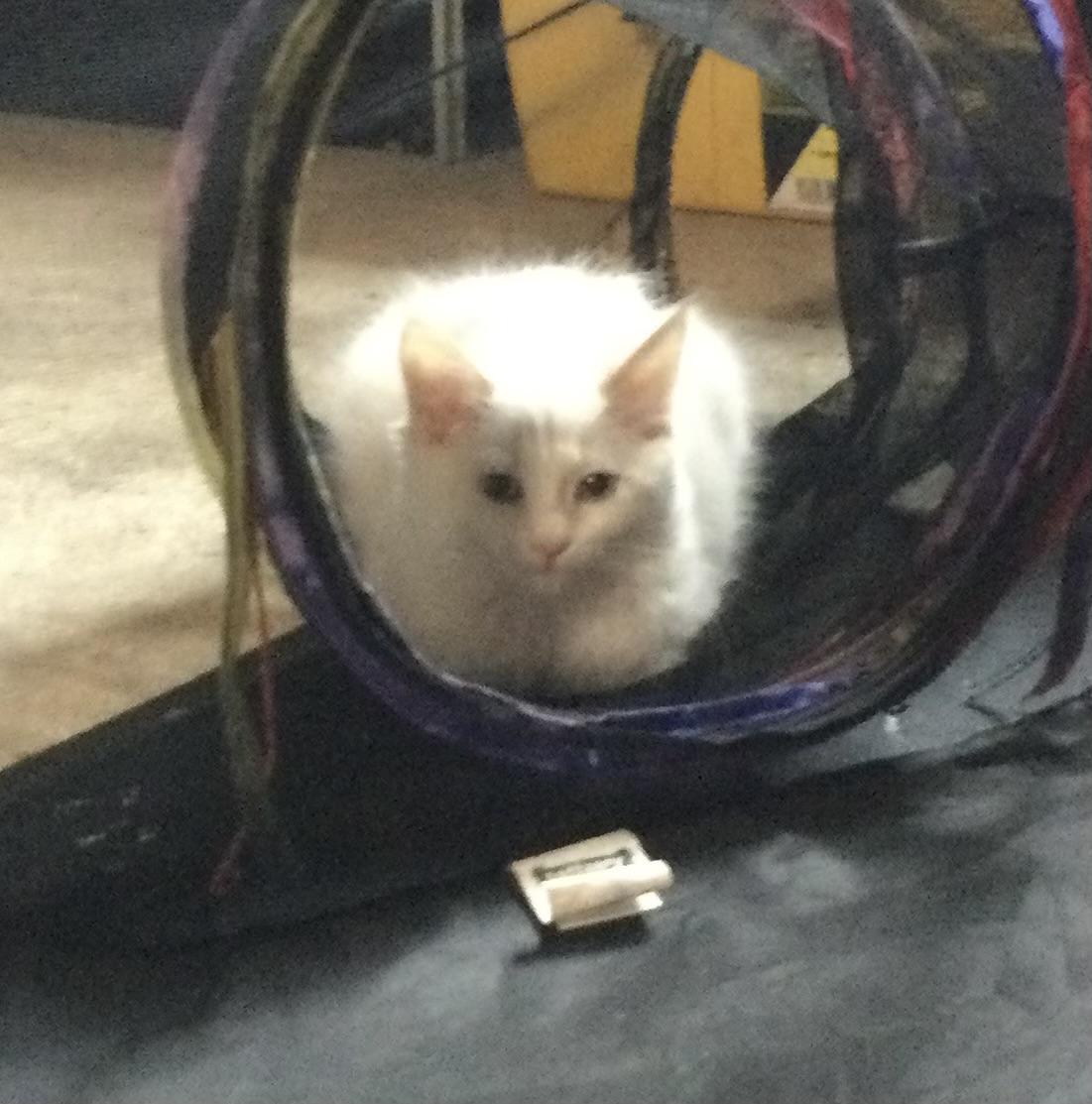 Enlarge Shy, a Adoptable Siamese in Export, PA image 4/4