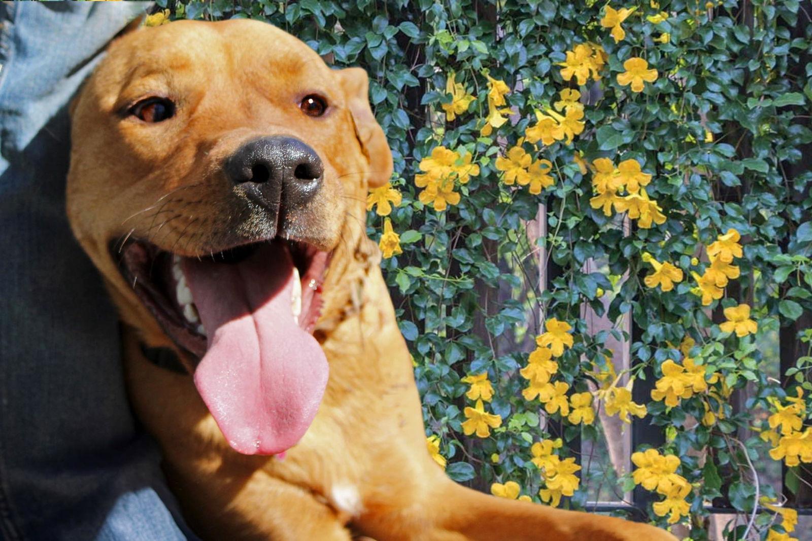 Tanaka, Adoptable, Young Female Yellow Labrador Retriever & Rhodesian Ridgeback.