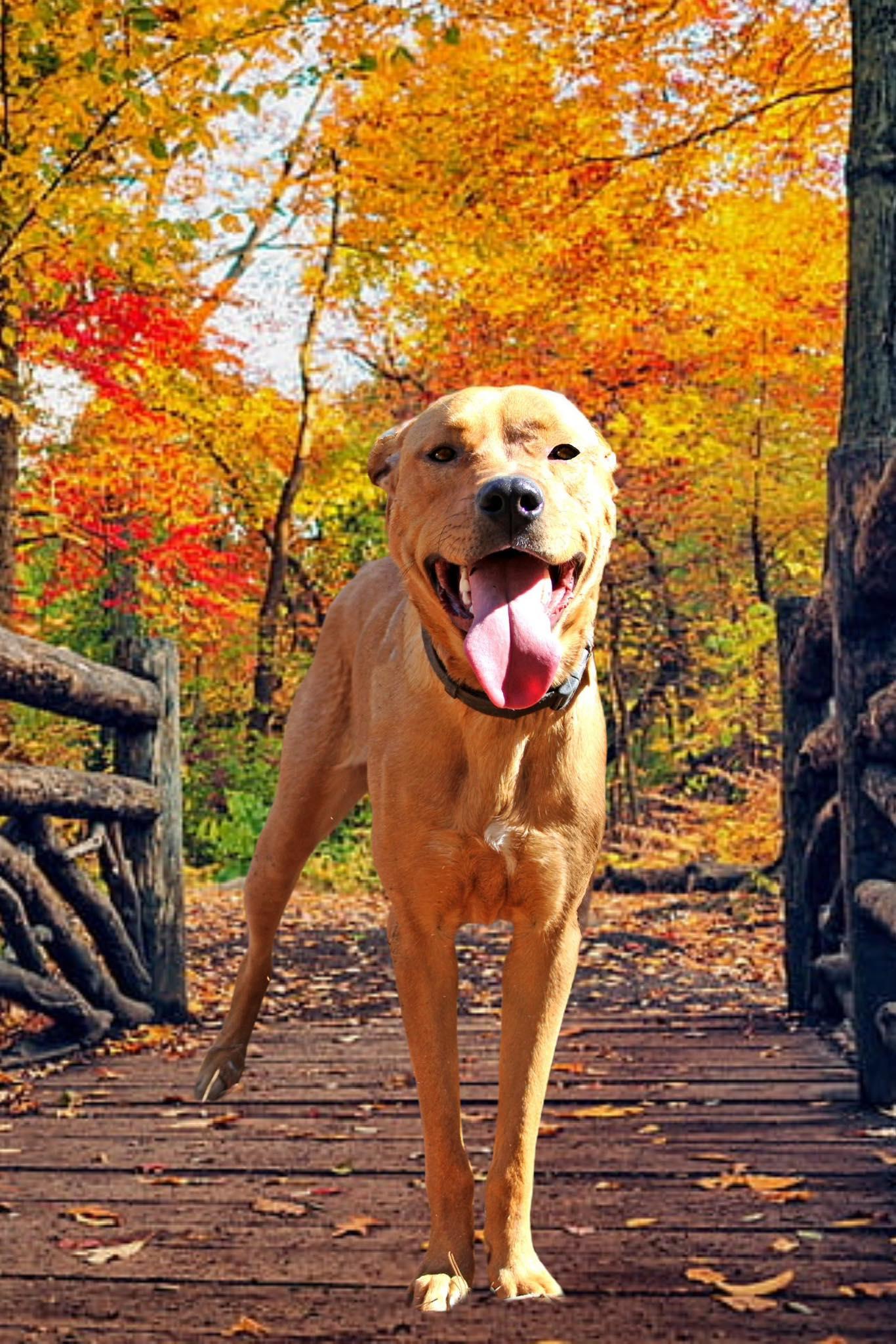 Tanaka, a Adoptable mixed breed in Decatur, GA image 2/3