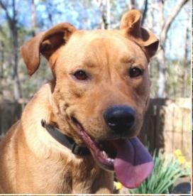 Tanaka, a Adoptable mixed breed in Decatur, GA image 3/3